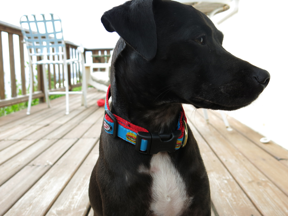 skinny dog collar 2.jpg