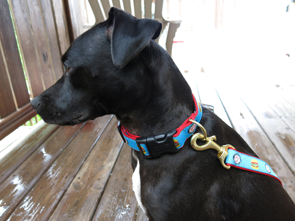 skinny dog collar 4.jpg