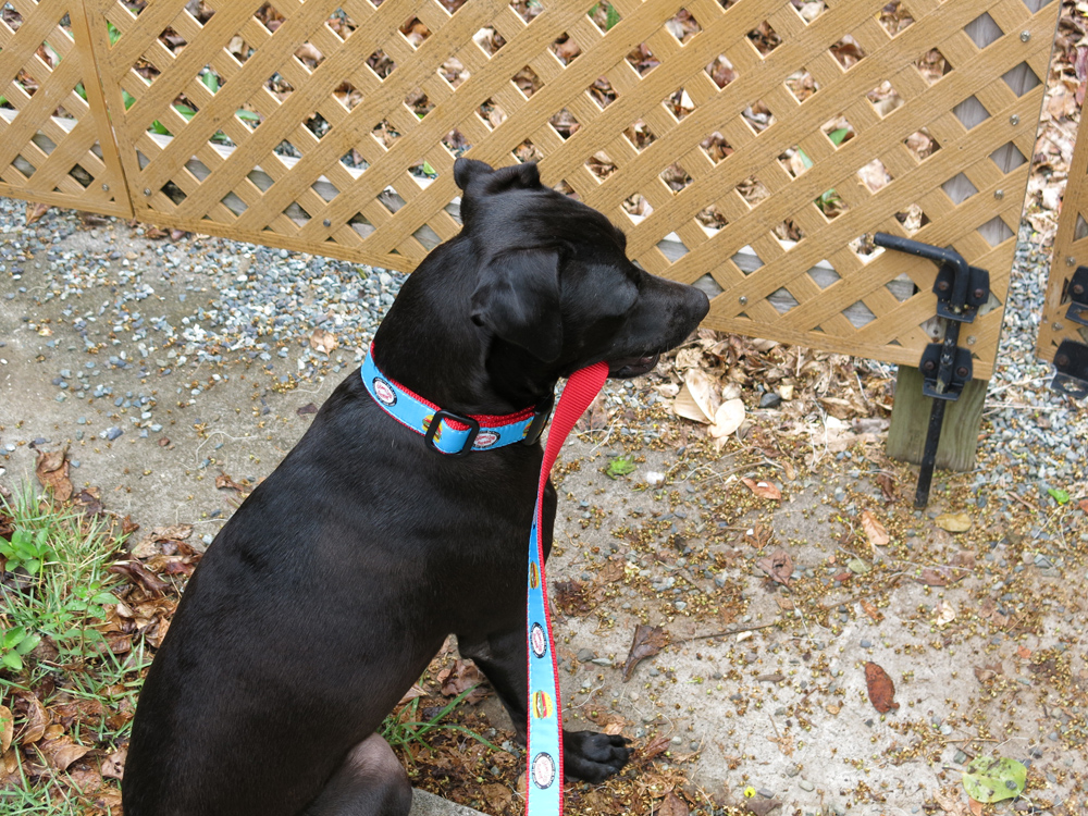 skinny dog leash back.jpg