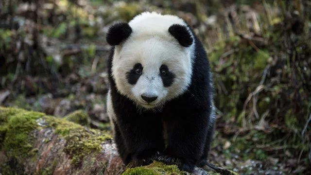 Earth: A New Wild's first episode includes a story about humans re-wilding pandas in China. Photo Credit: PBS.org