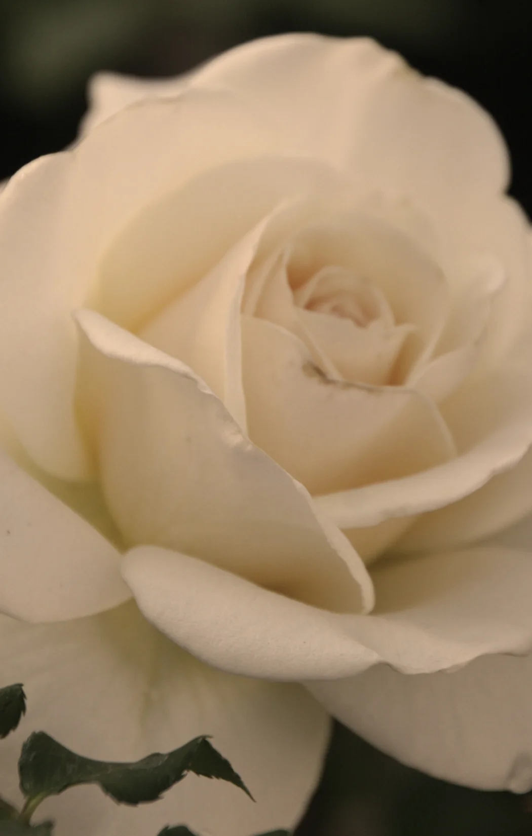 Spring Collection Sneak Peek #1