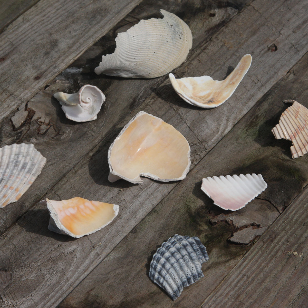 Collections: Seashells