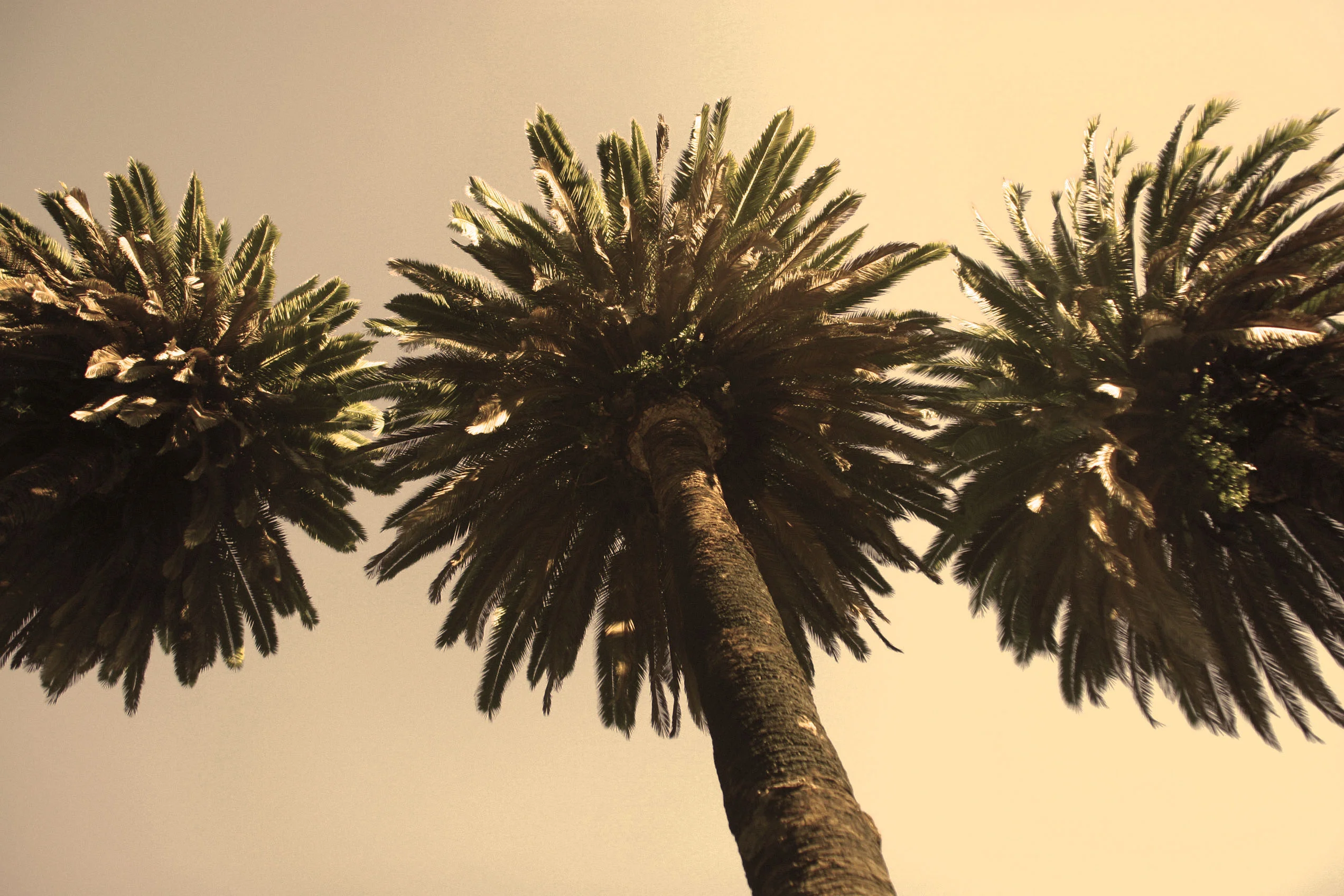 Dreaming of California: Palm Tree Postcards
