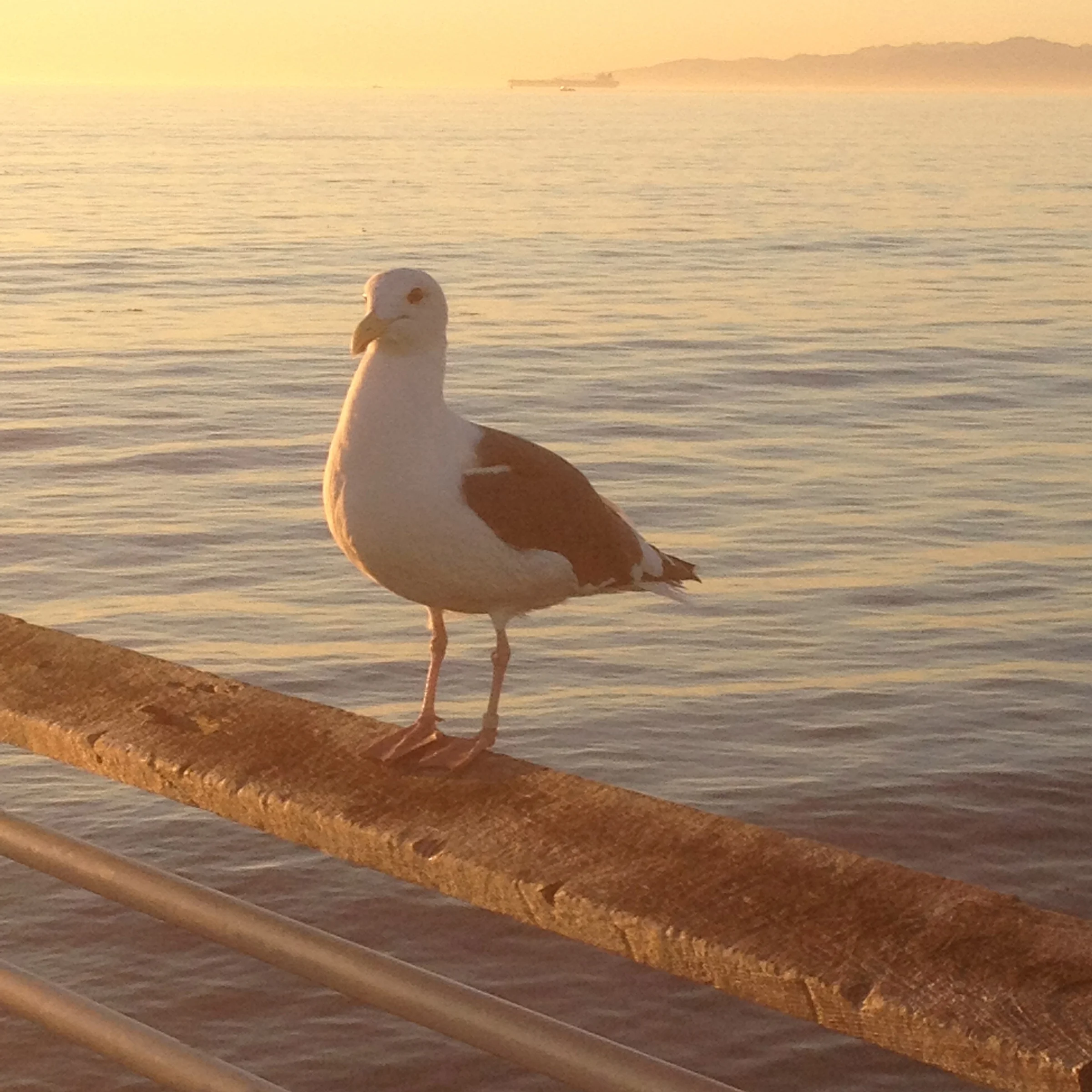 Our Obsession with All Things California