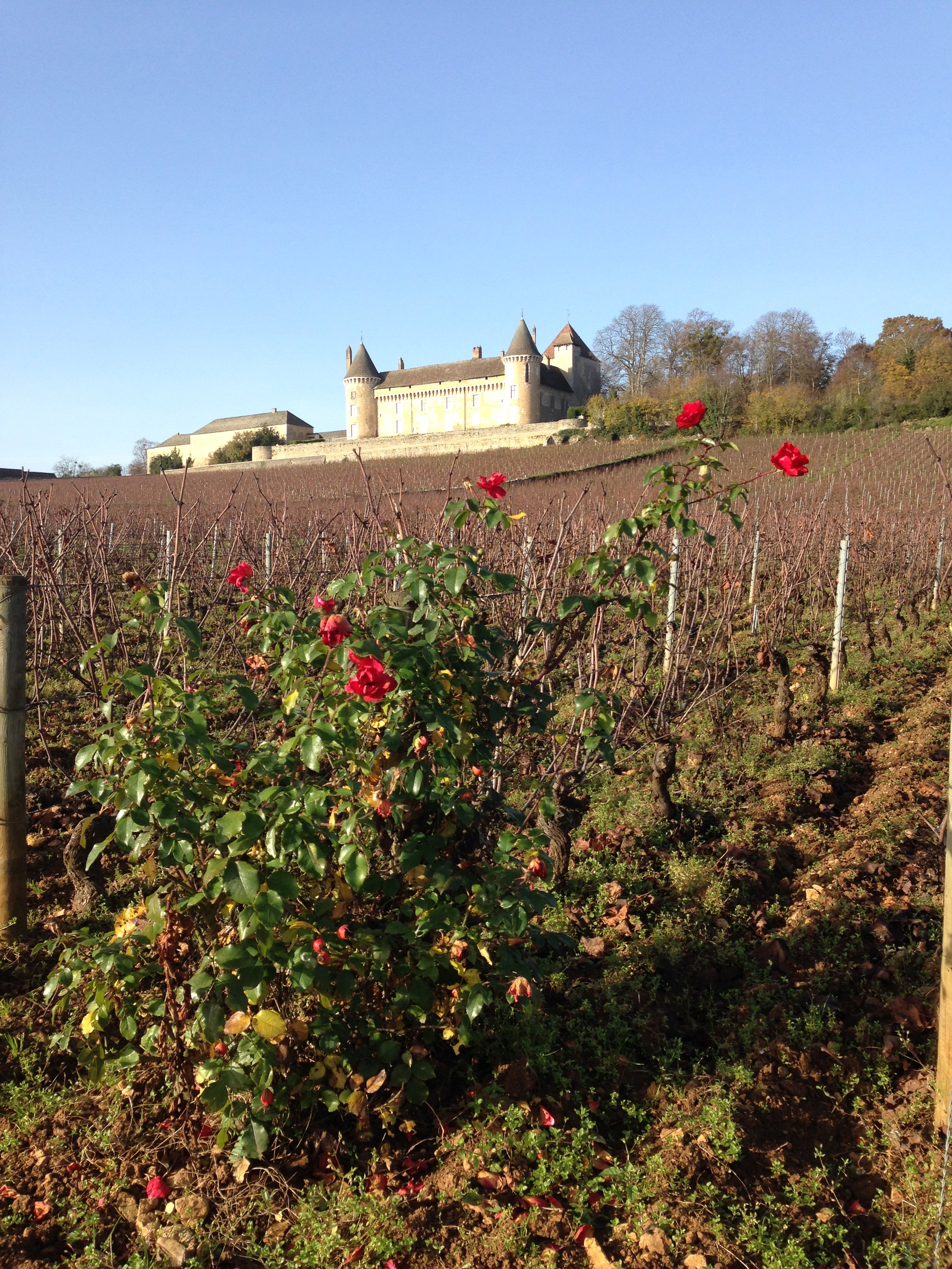 Burgundian vines in the autumn