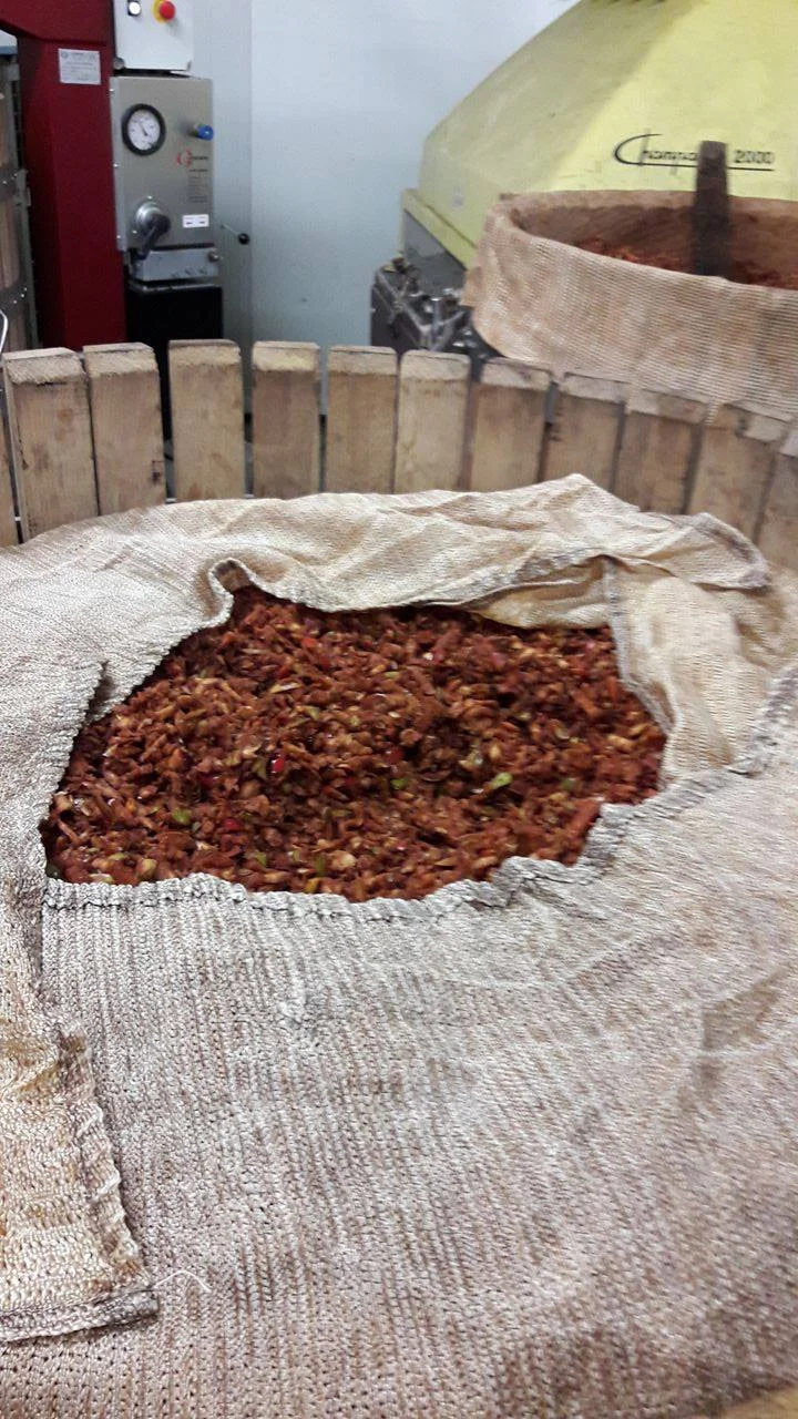 Mashed colapuy apples left overnight before pressing to allow oxidation