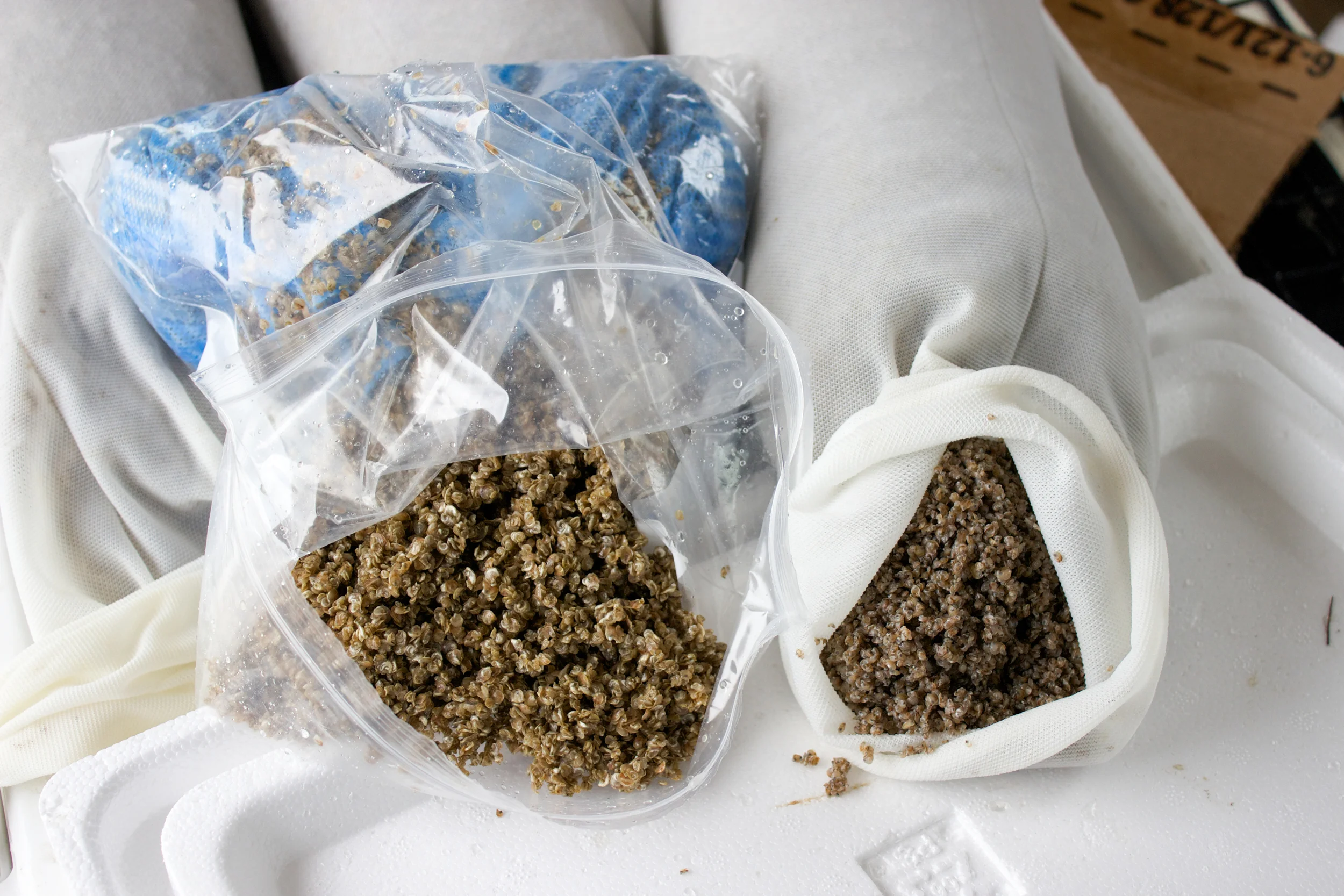 Receiving the Seed