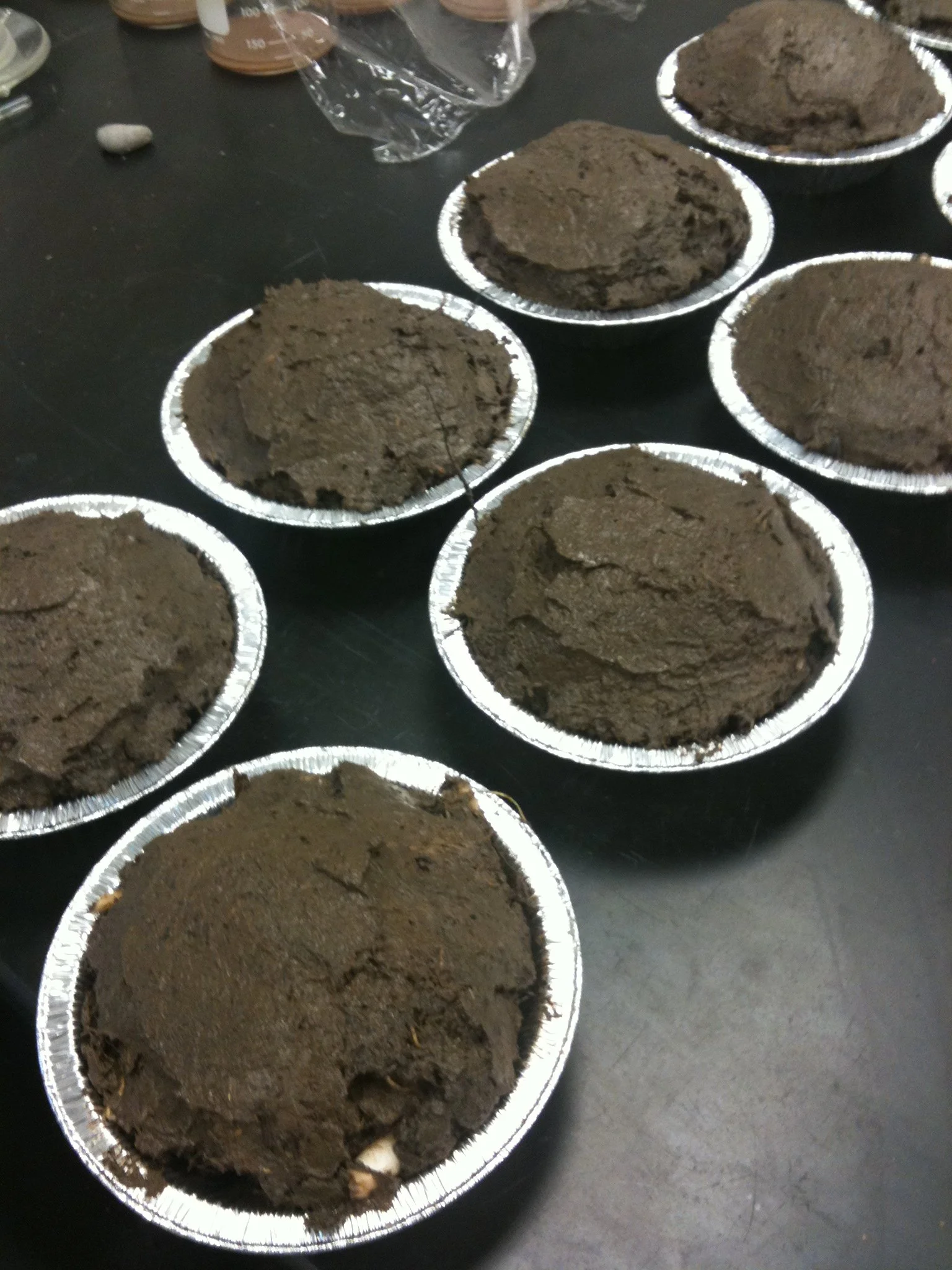 Mud Pies.JPG