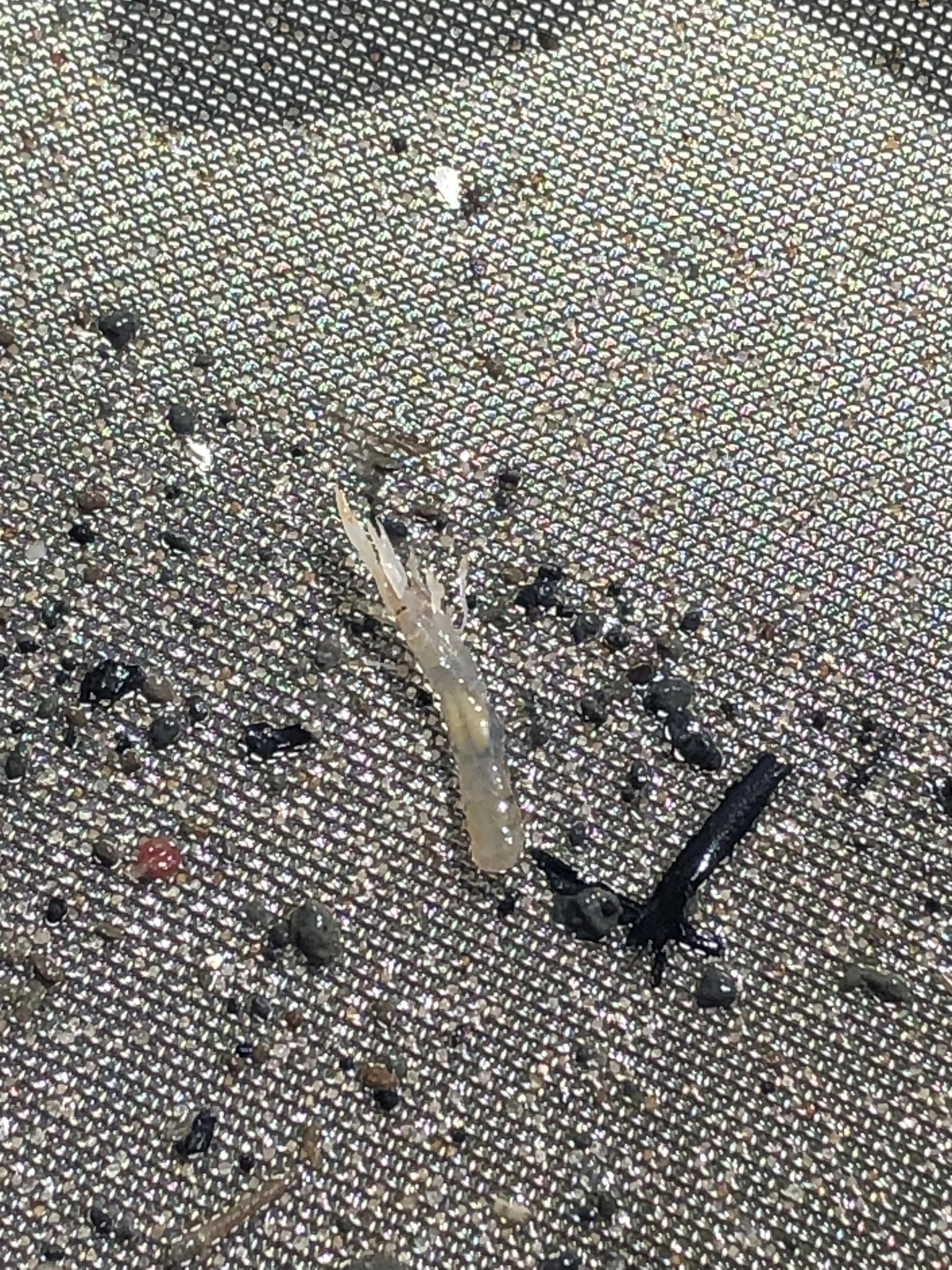 Ghost Shrimp1.jpg