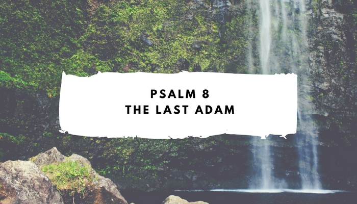 Sunday Summer Bible Study- Psalm 8