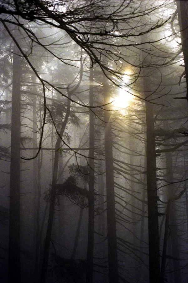 Foggy Forest