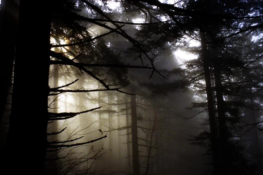 Foggy Forest