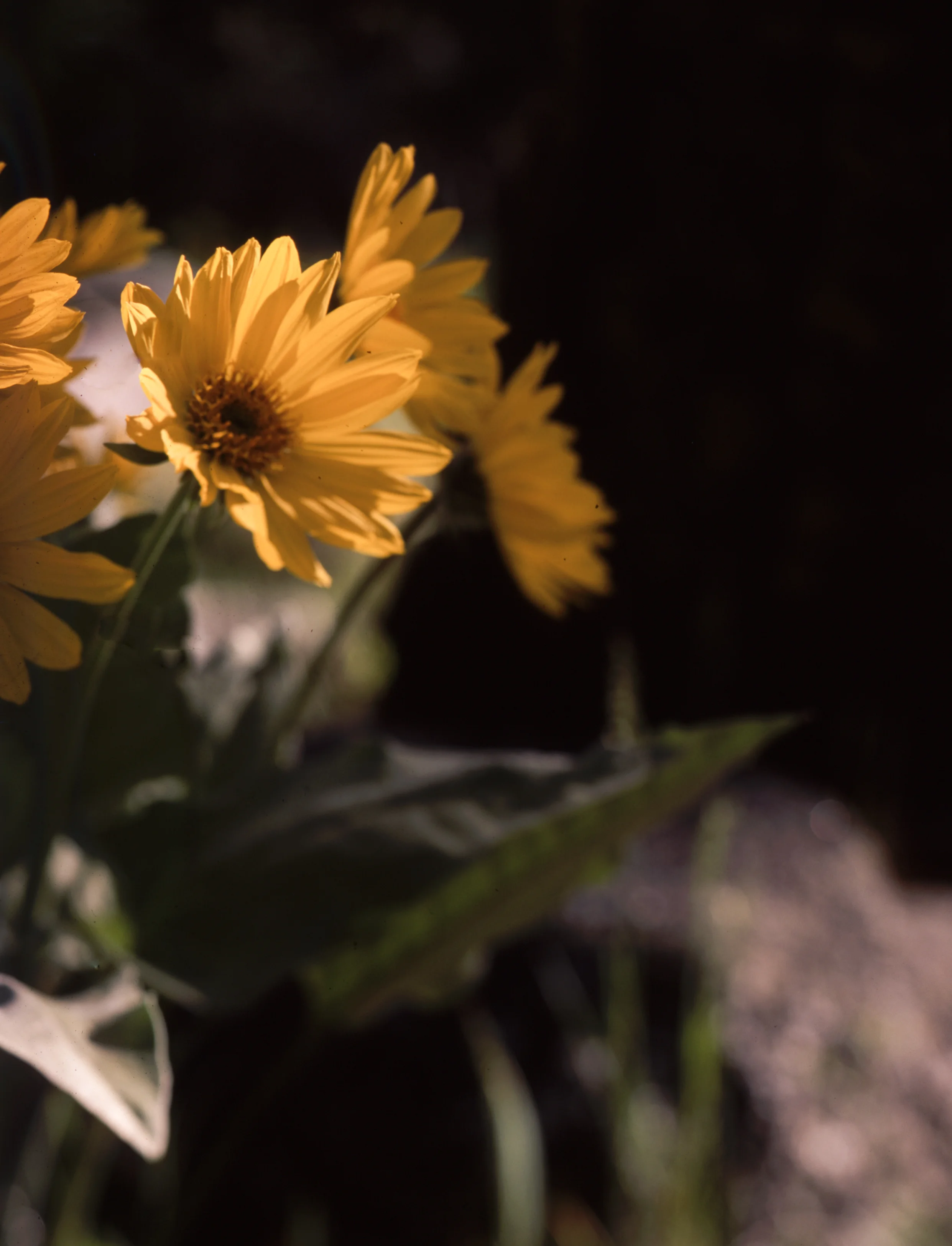 Wildflower Blooms