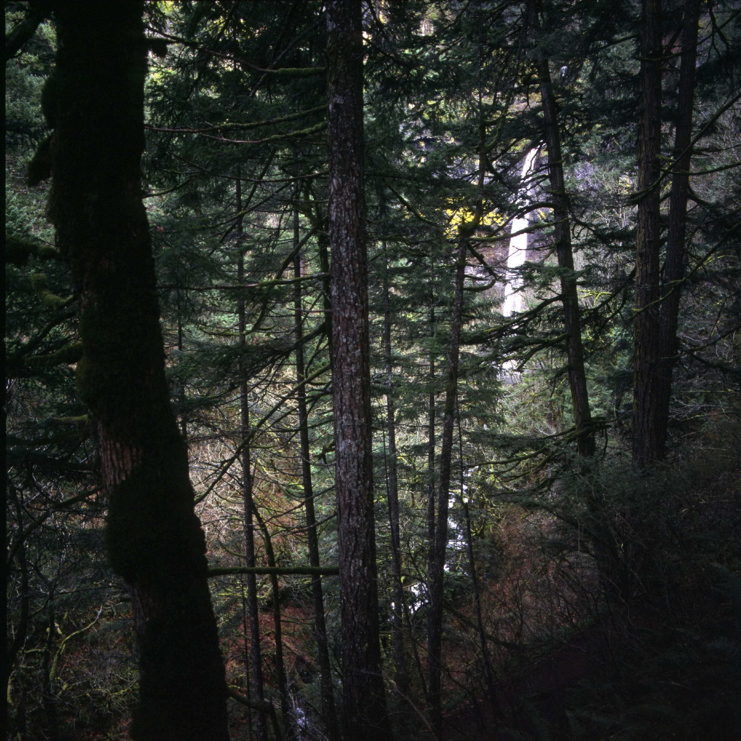 Through the Forest