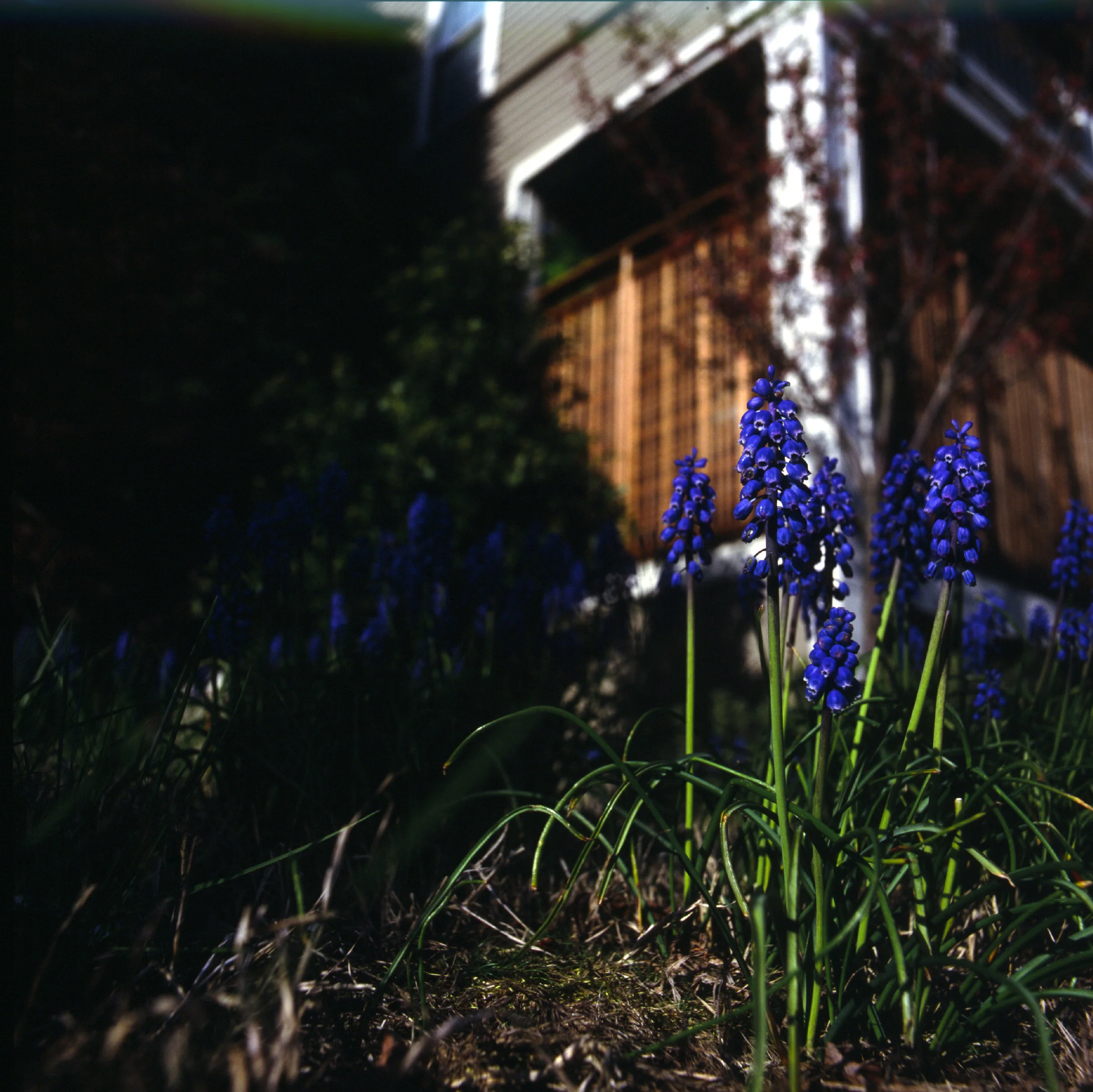Spring Flowers