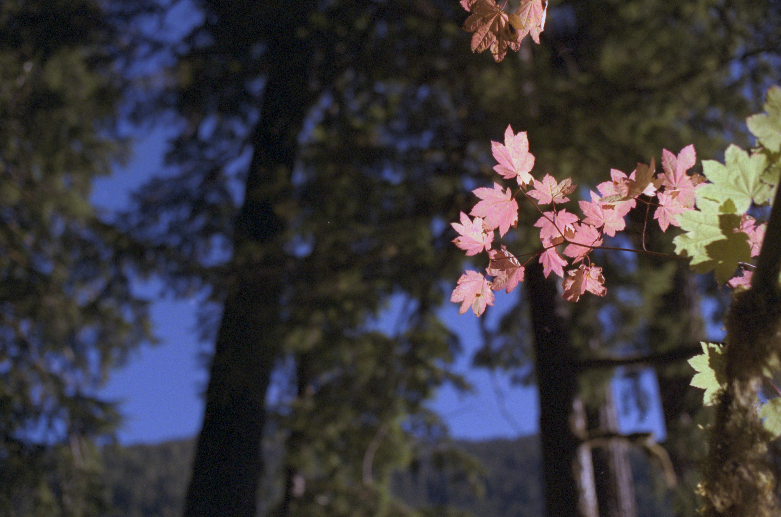 Changing leaves