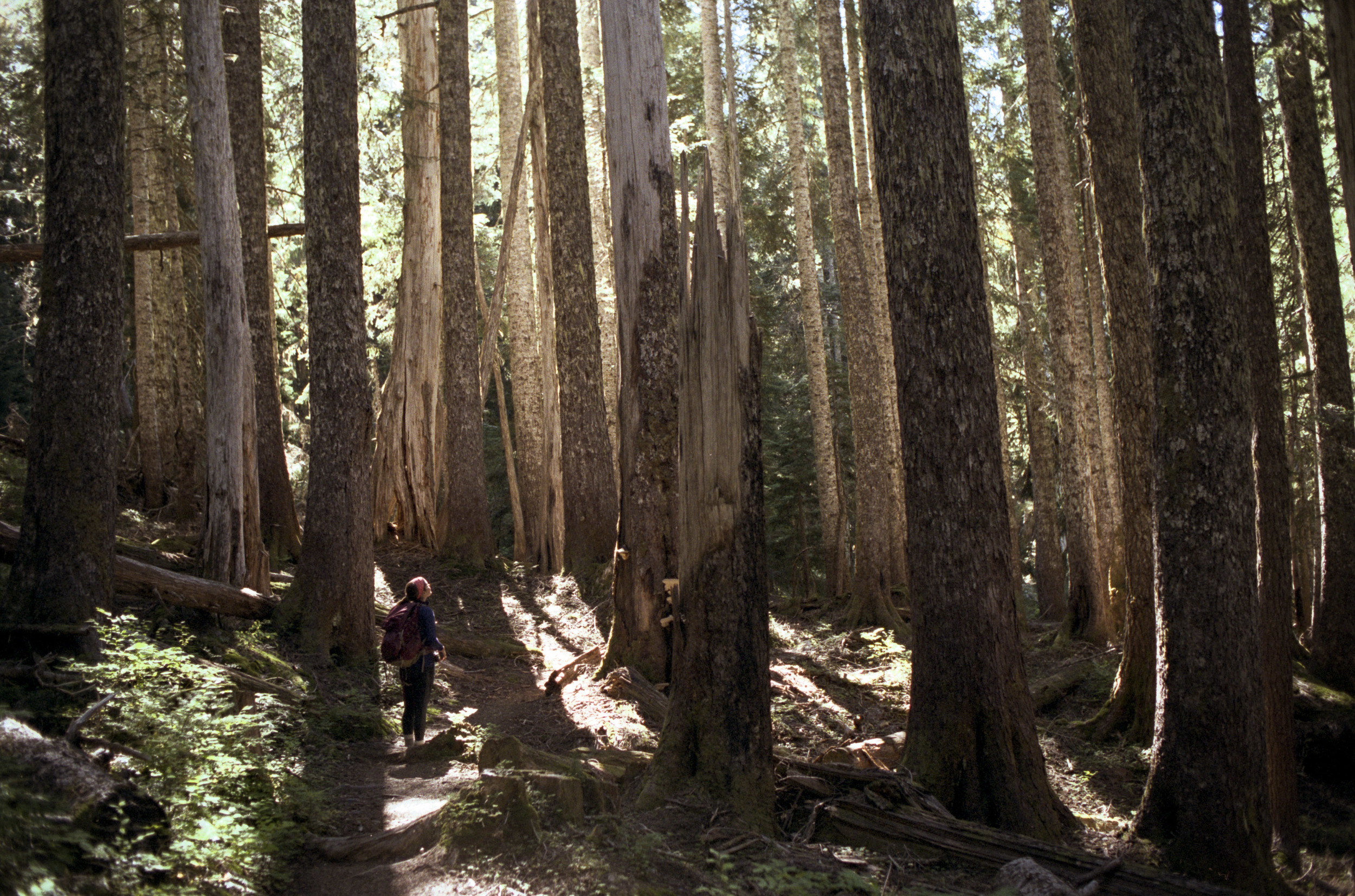 Among the Trees