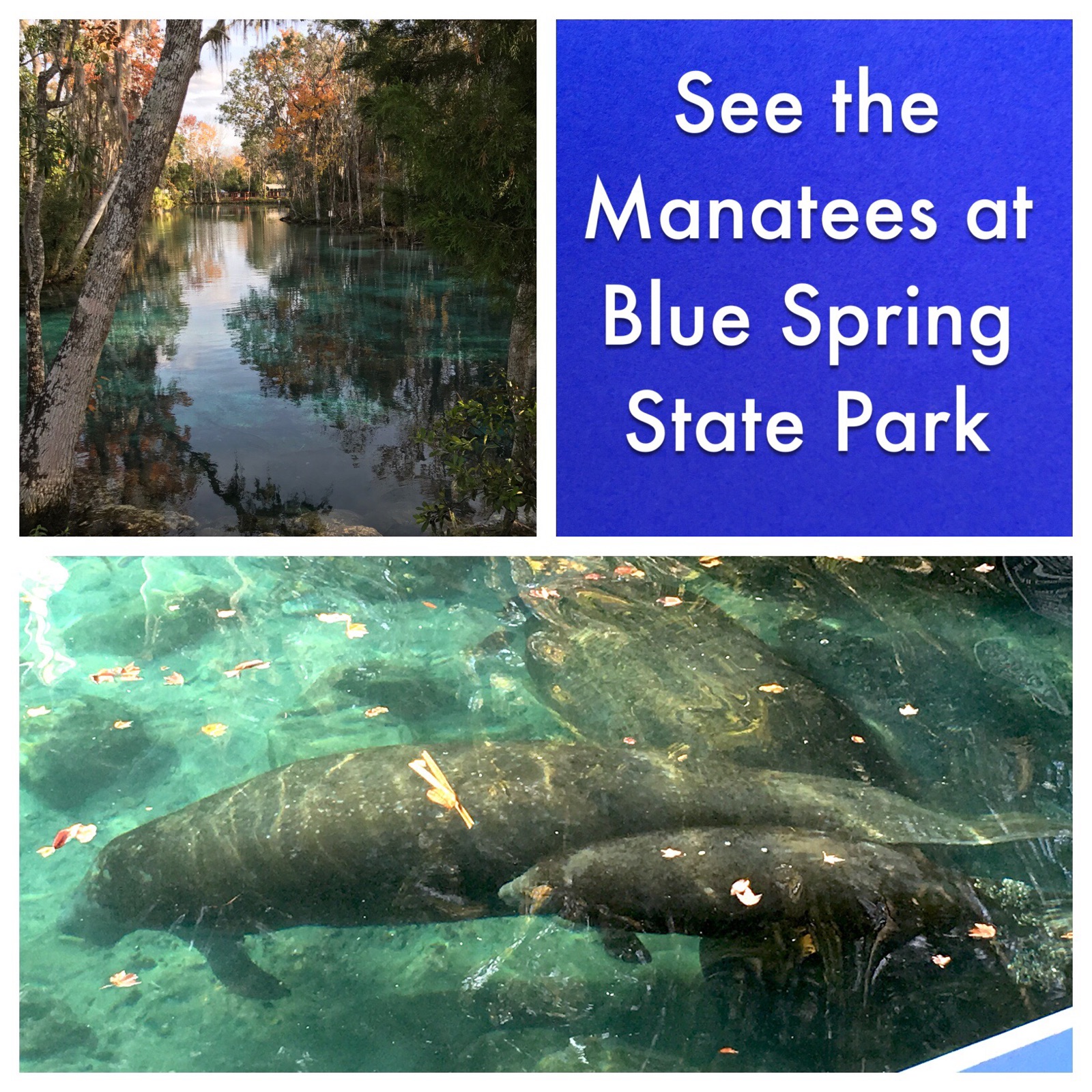 See the Manatees at Blue Spring State Park 1 Hour from Disney World