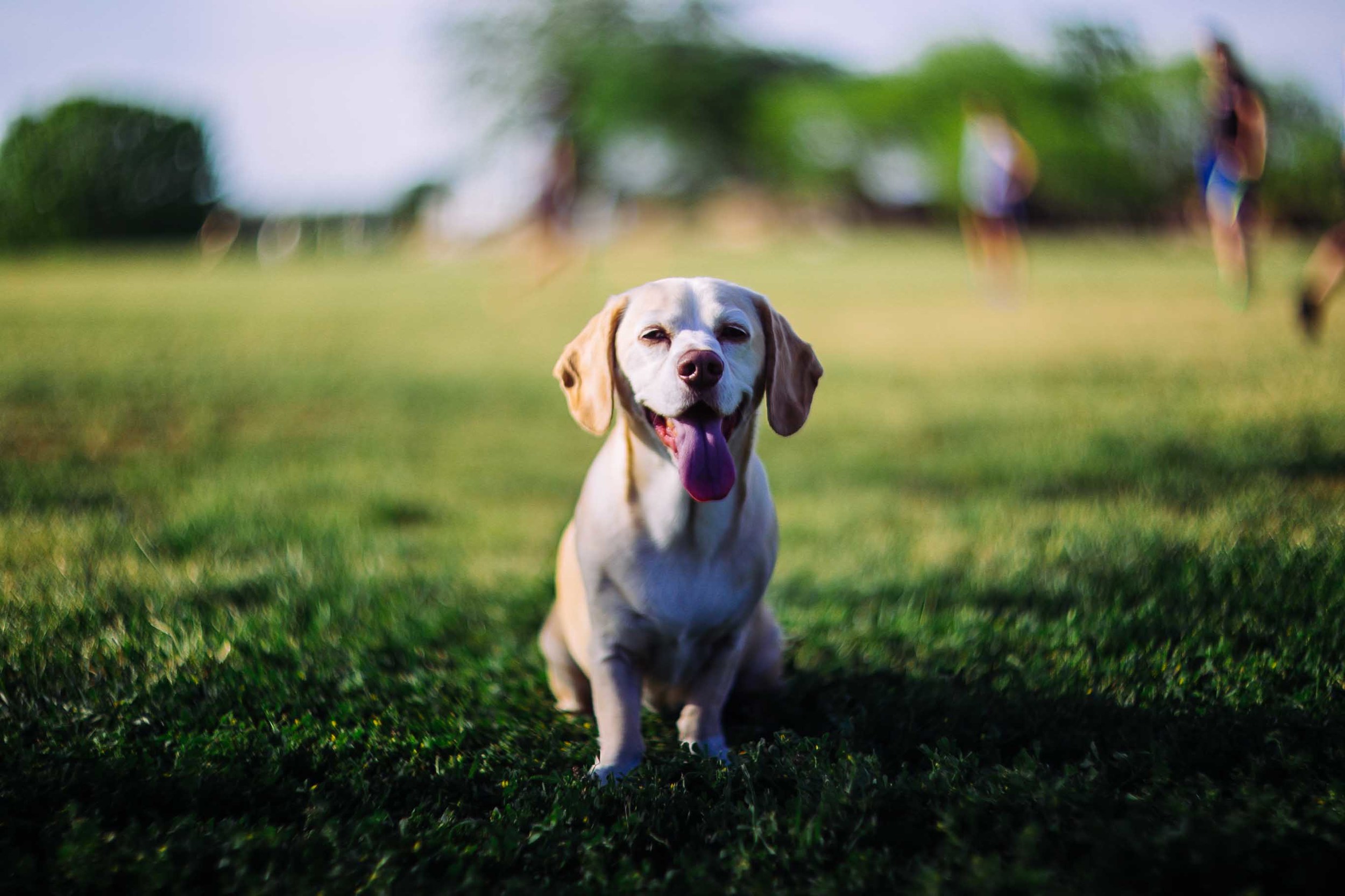 frisbee-3.jpg