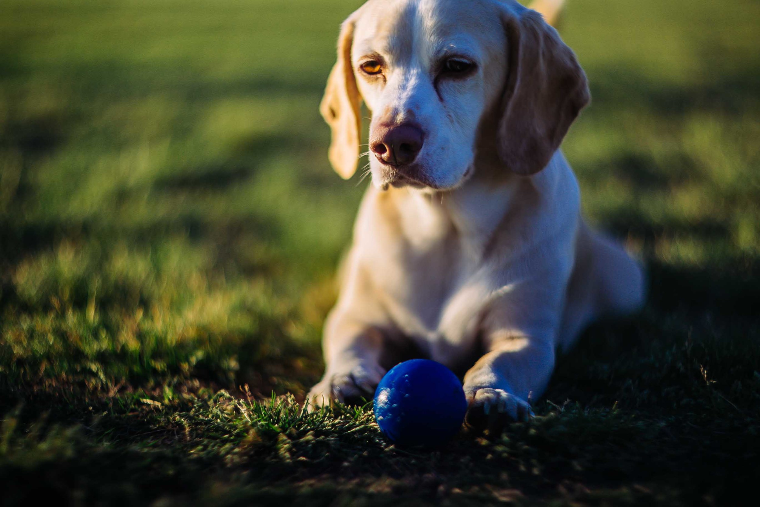 frisbee-26.jpg