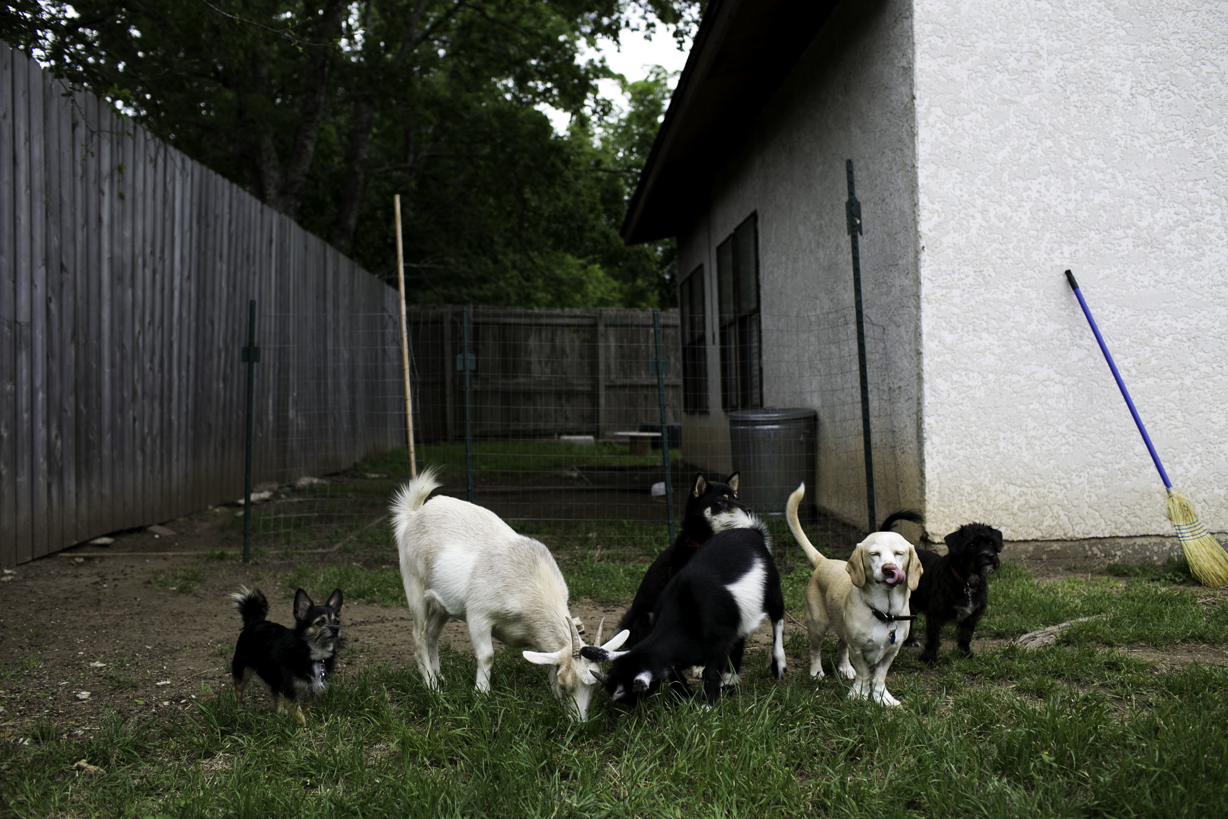 dogs-2.jpg