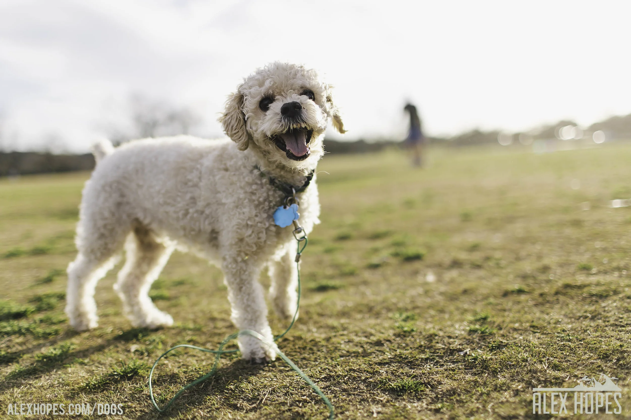 Dogs-33.jpg