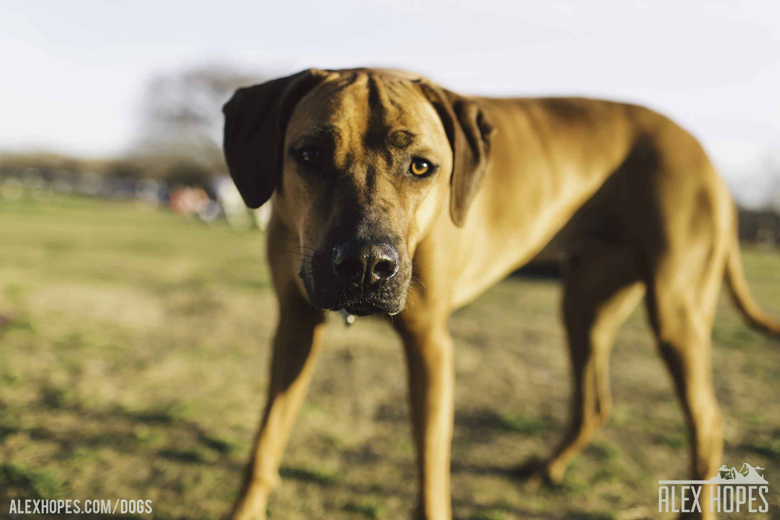 Dogs-44.jpg