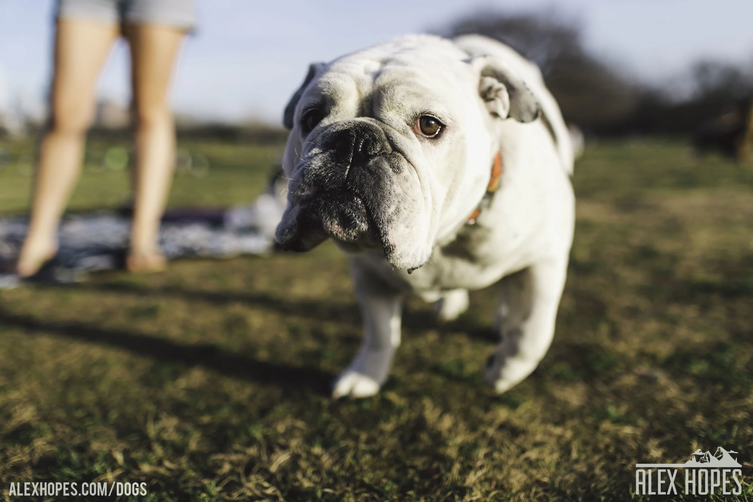 Dogs-45.jpg