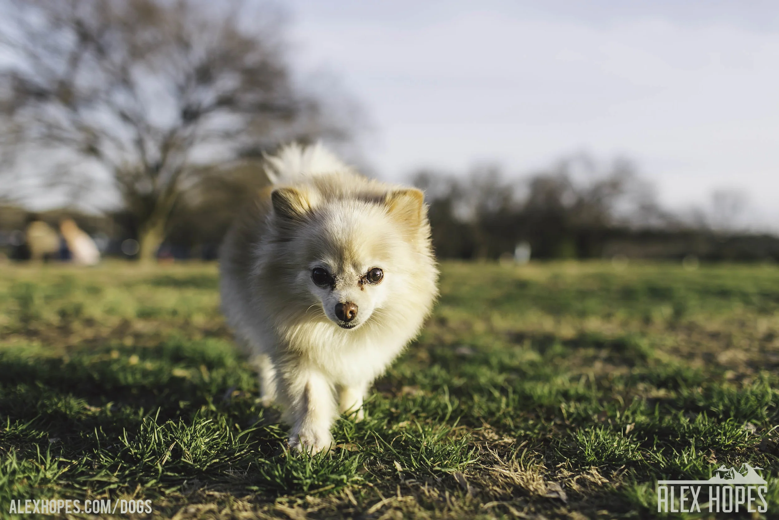 Dogs-47.jpg