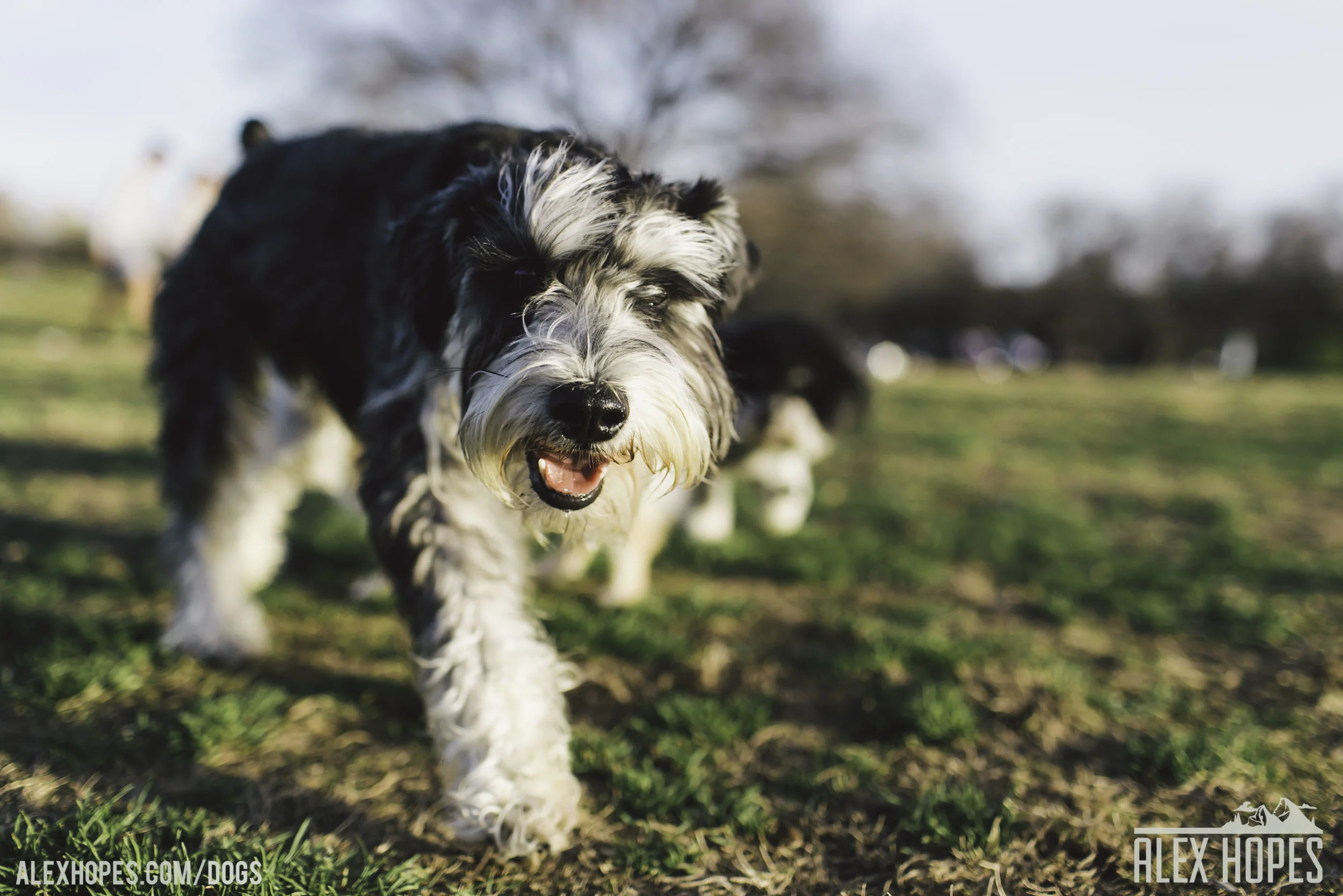 Dogs-49.jpg