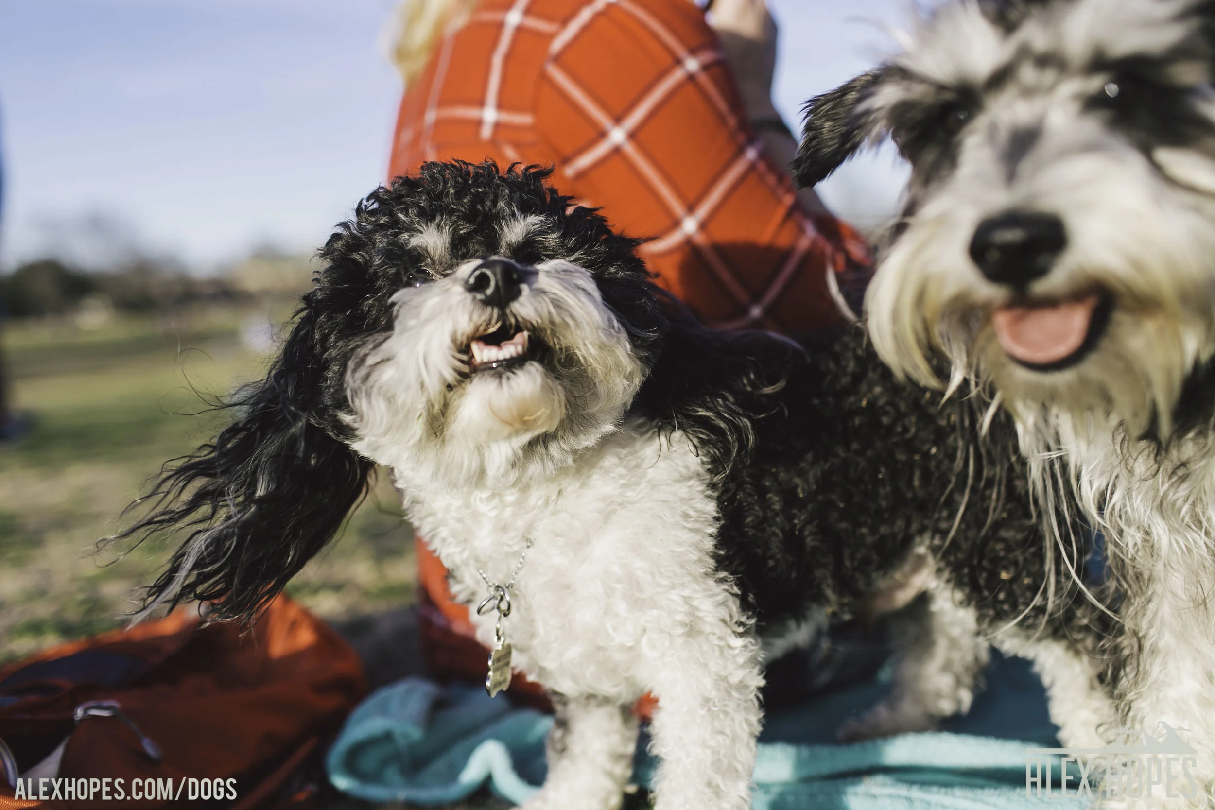 Dogs-50.jpg