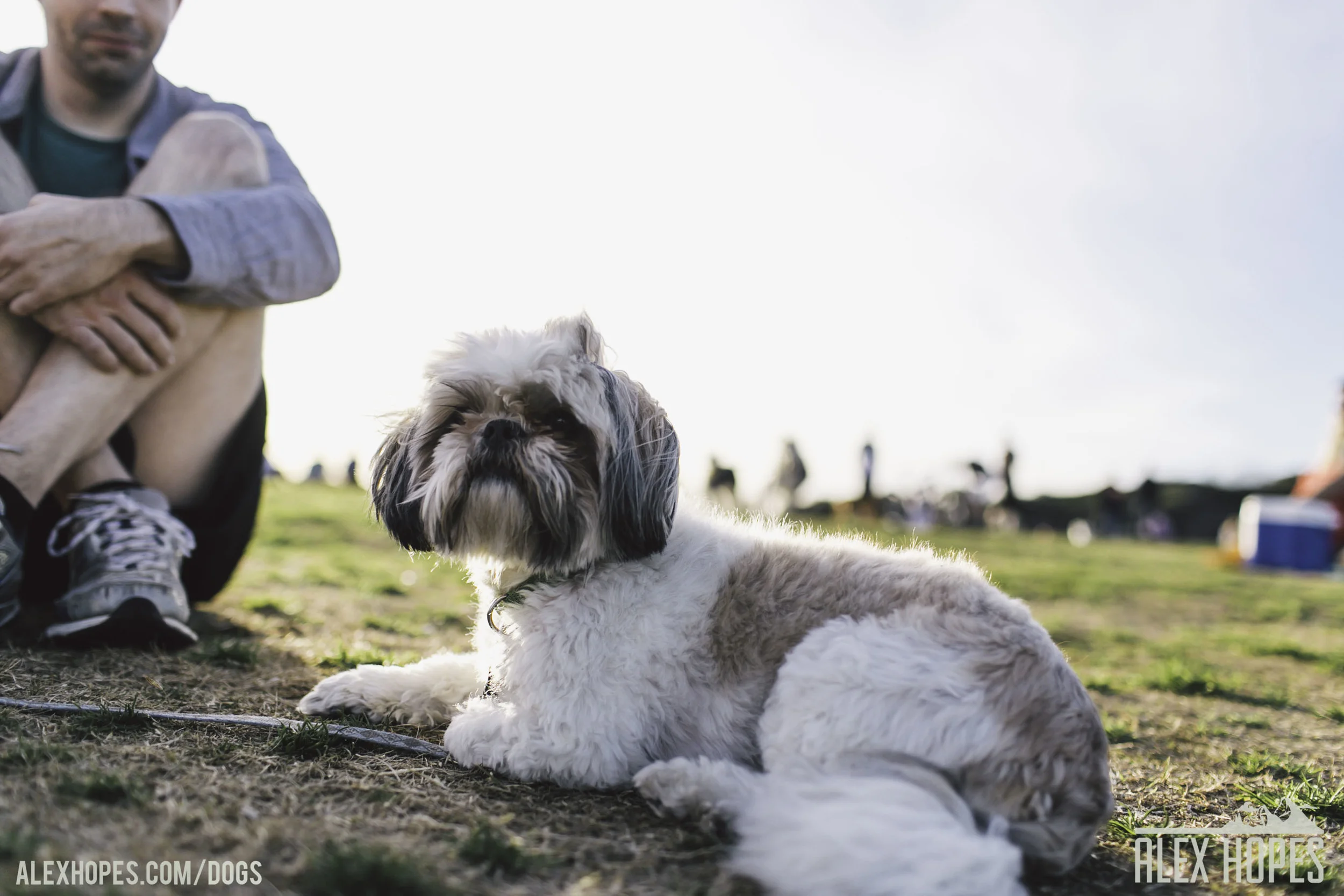 Dogs-52.jpg