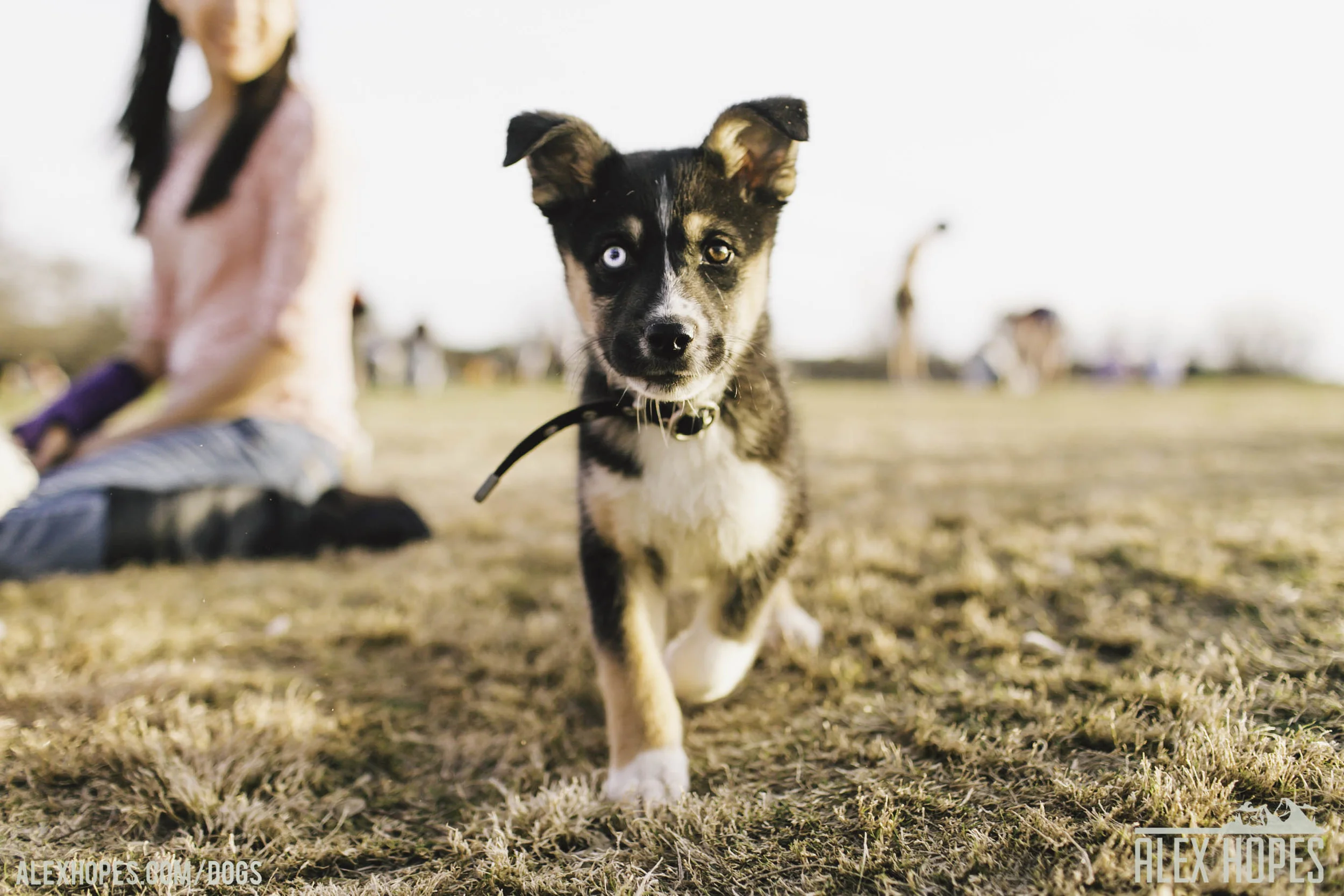 Dogs-53.jpg