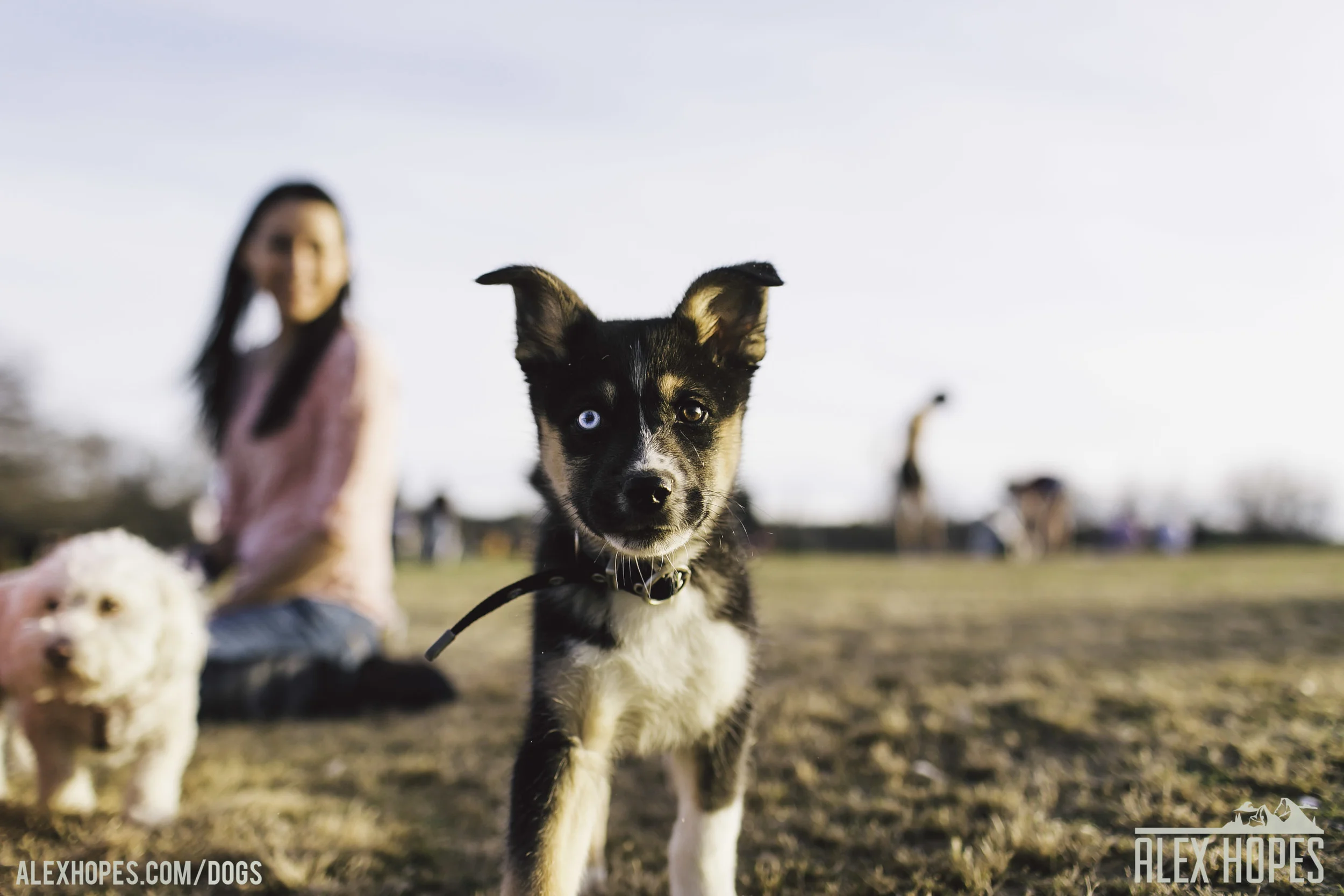 Dogs-54.jpg
