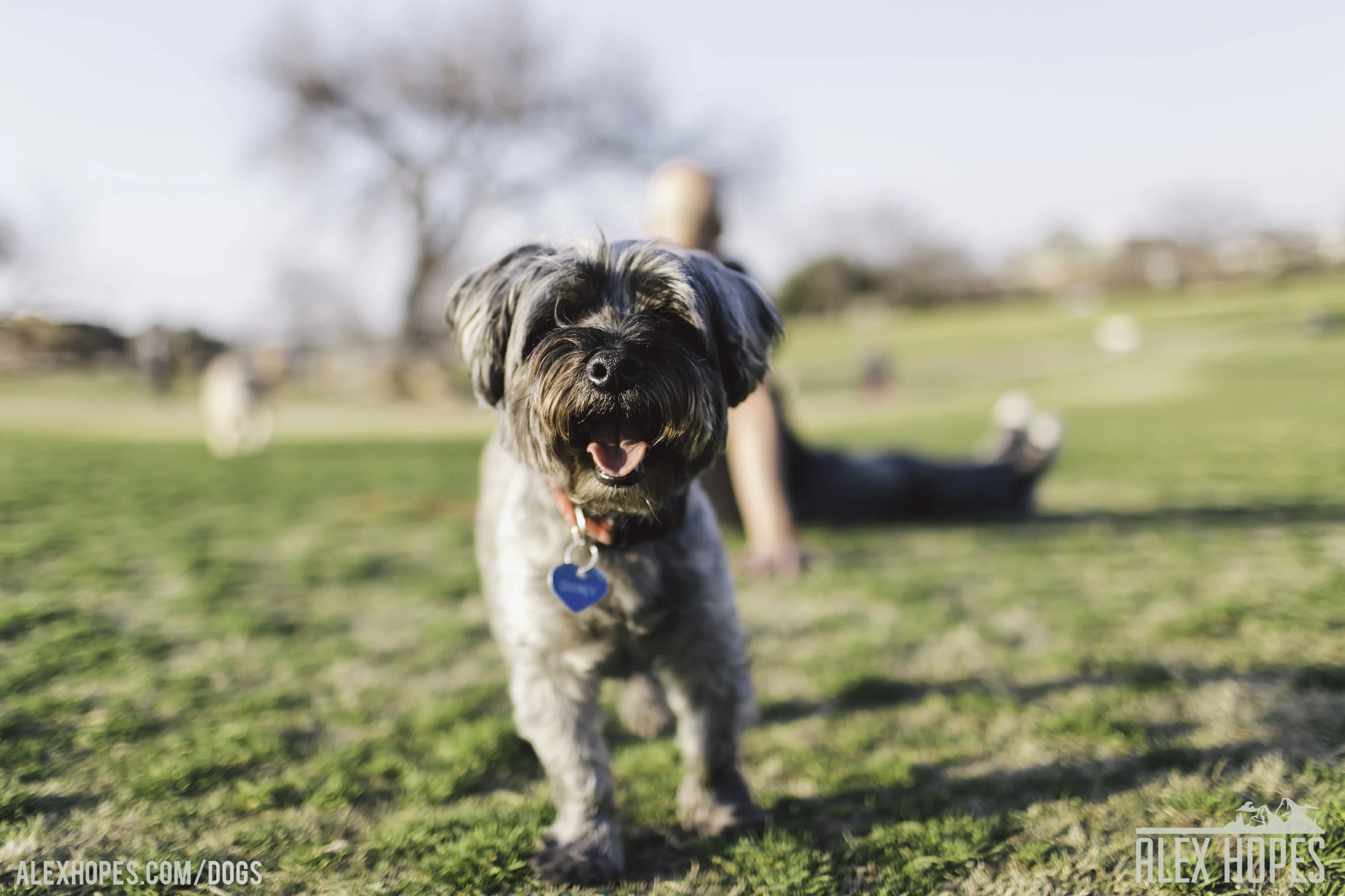 Dogs-61.jpg