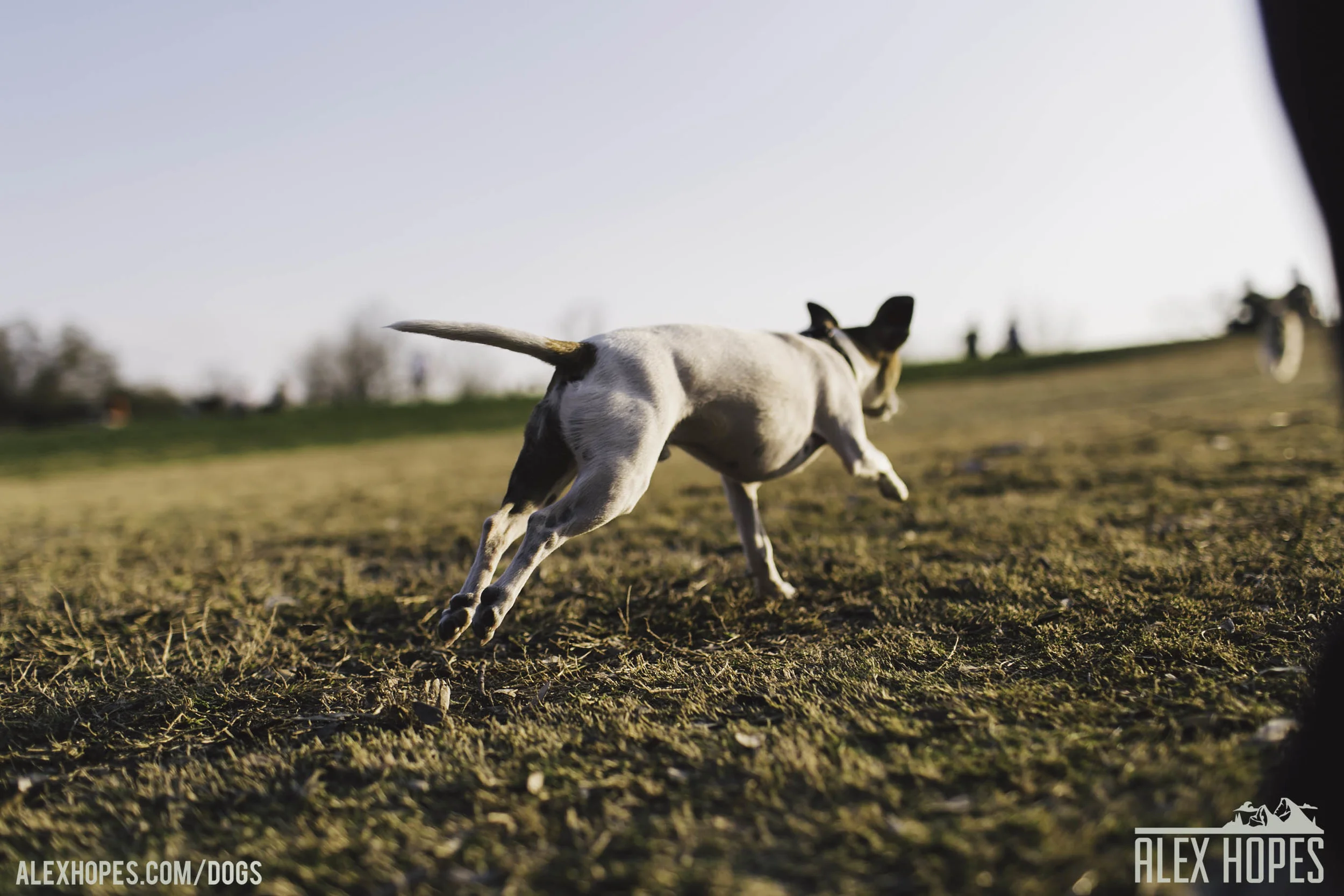 Dogs-63.jpg