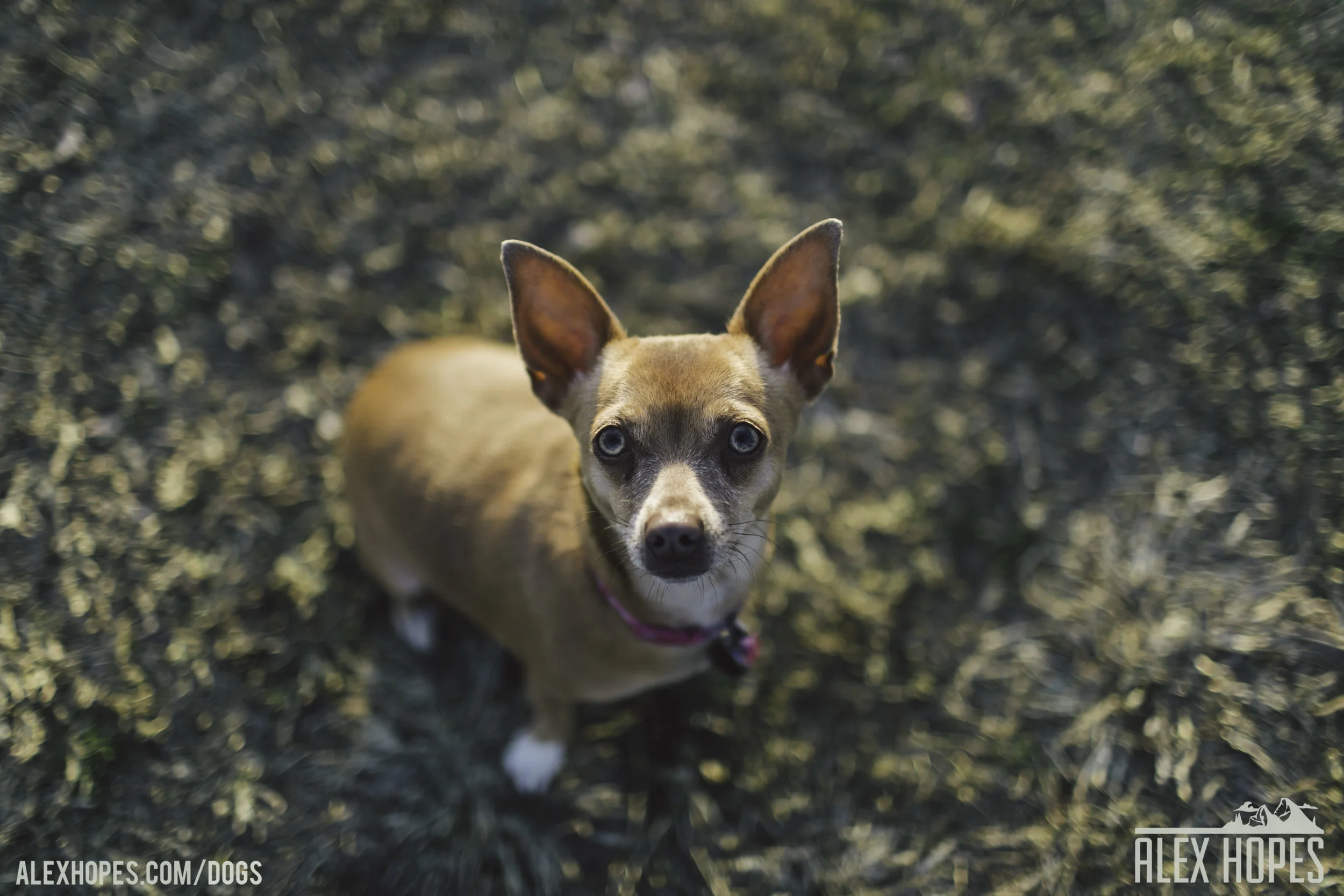 Dogs-68.jpg