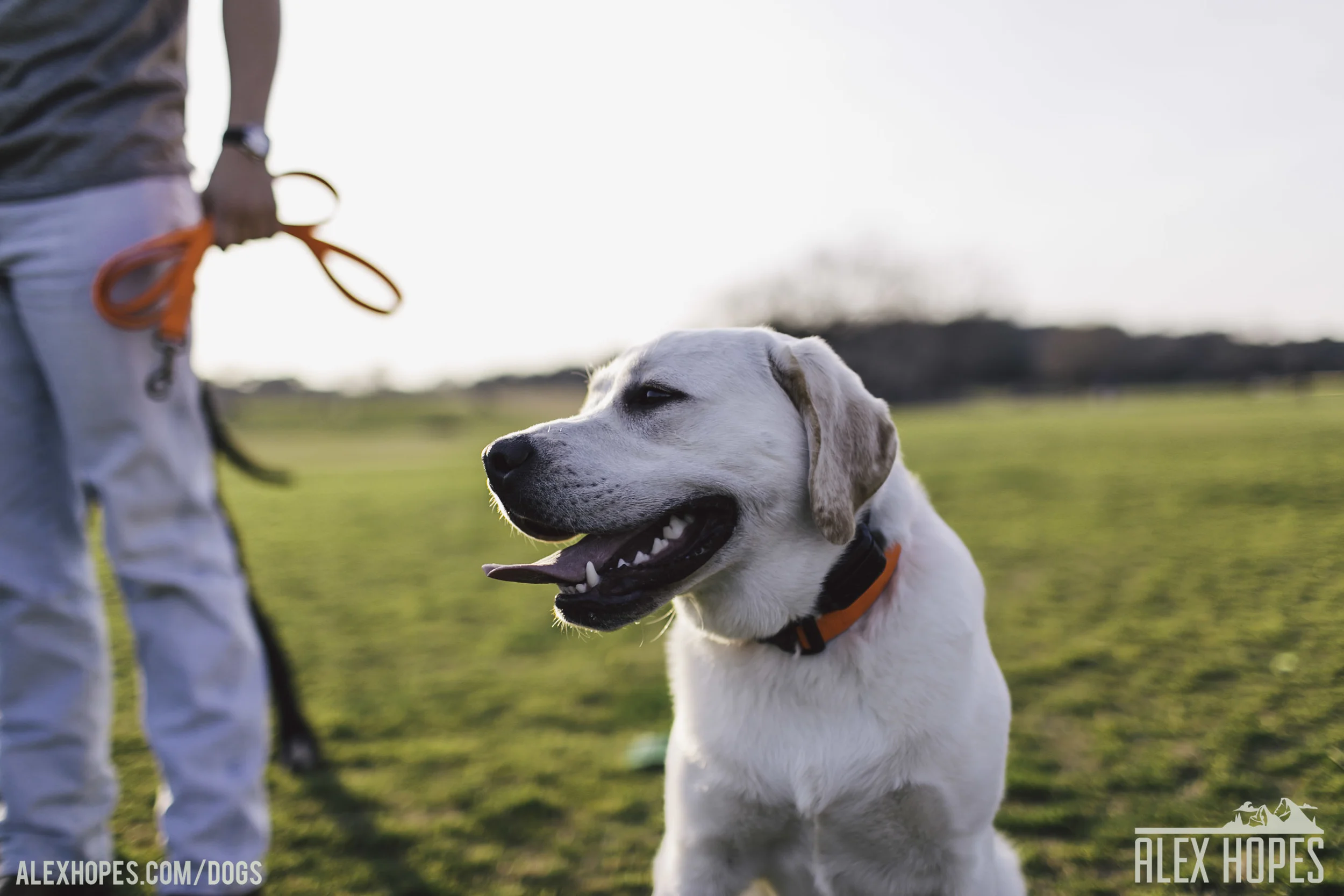 Dogs-71.jpg