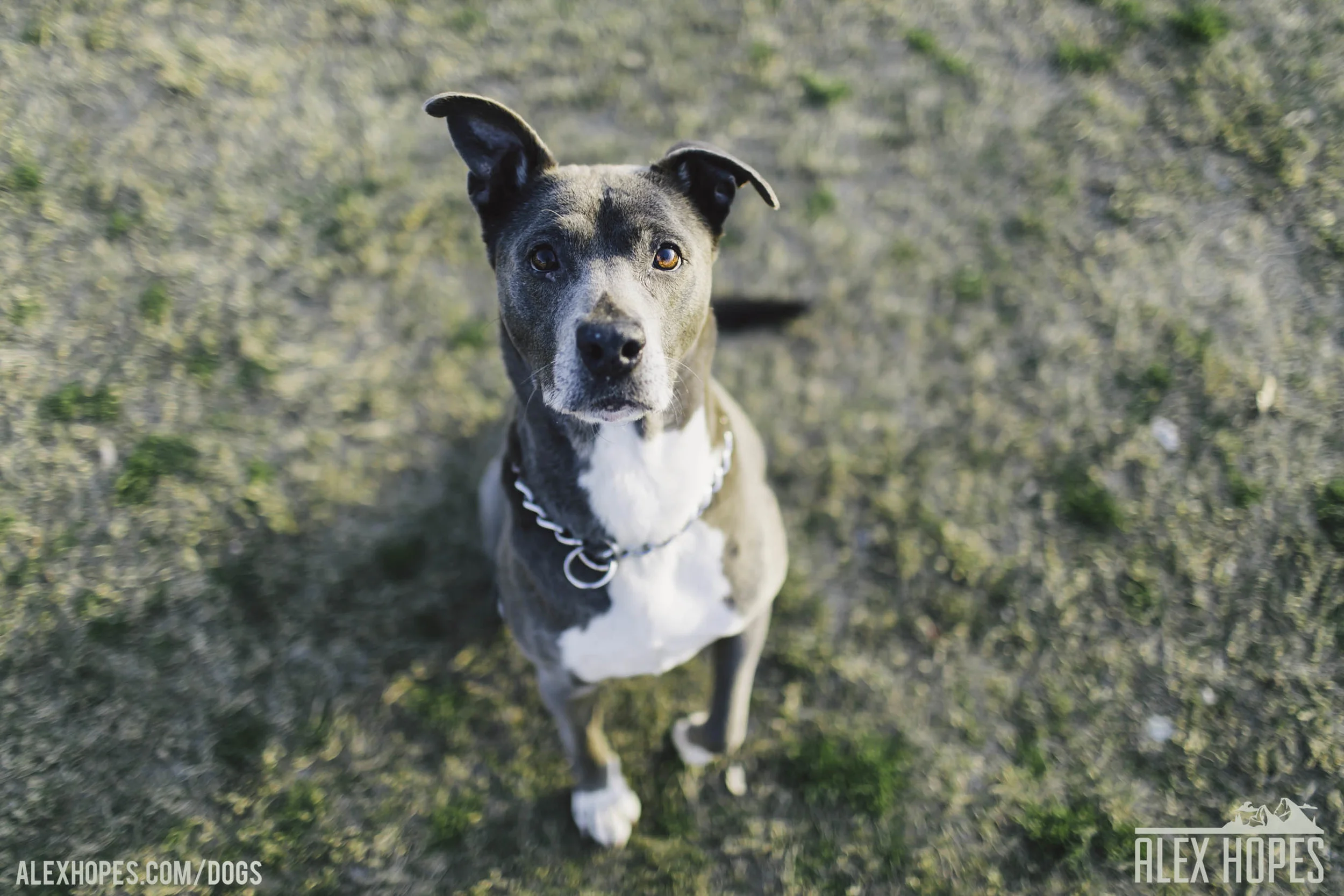 Dogs-73.jpg