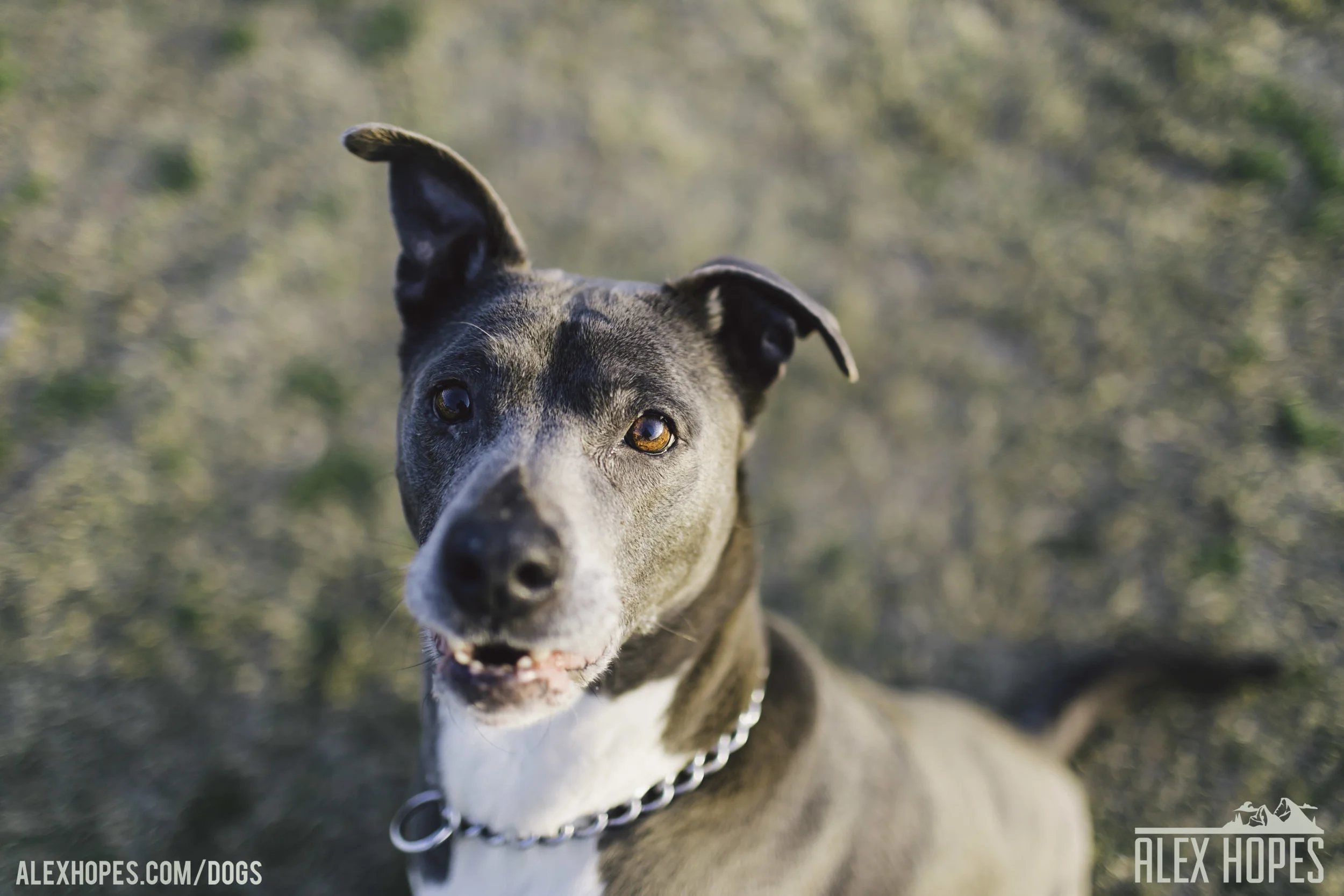 Dogs-76.jpg