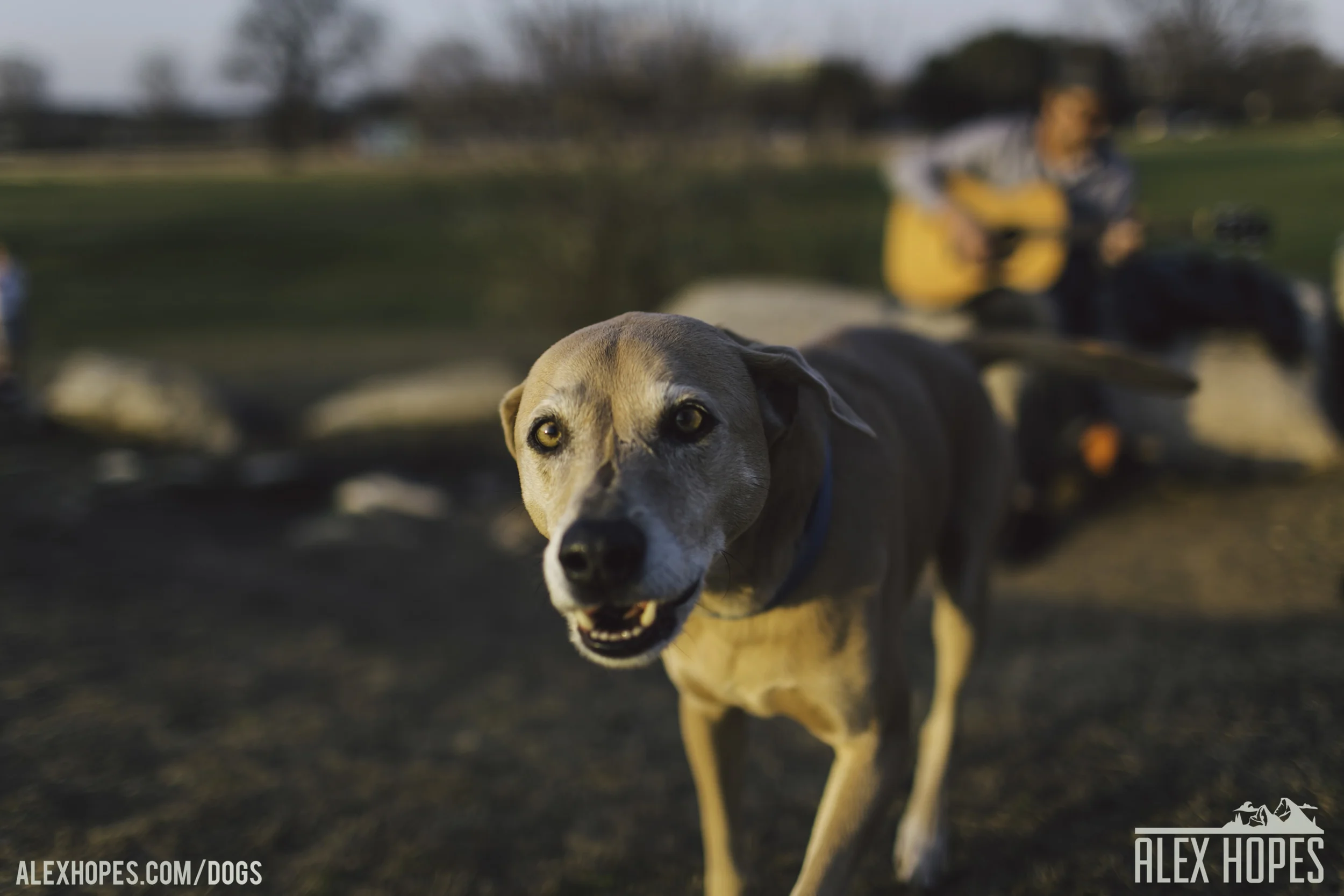 Dogs-83.jpg