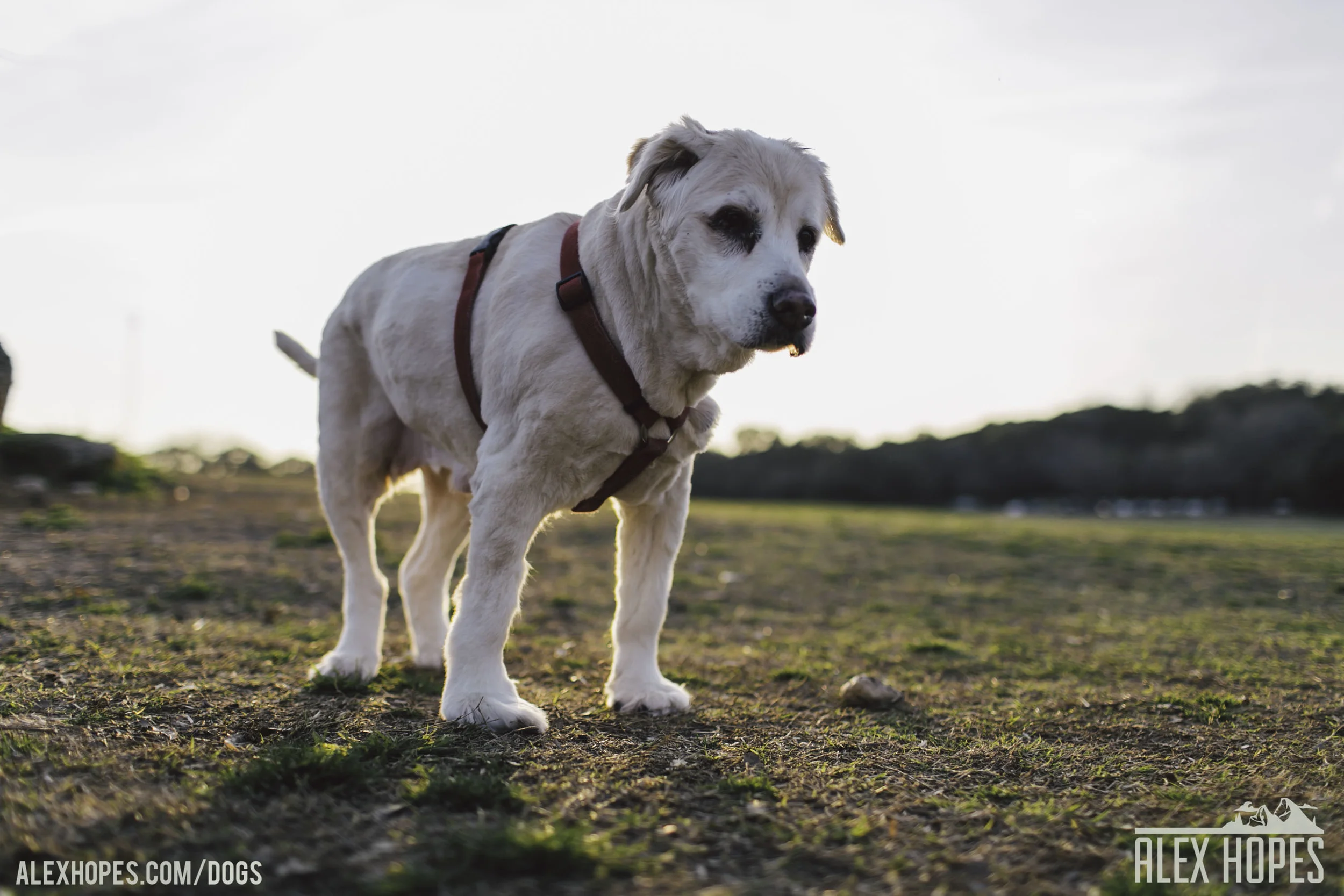 Dogs-85.jpg