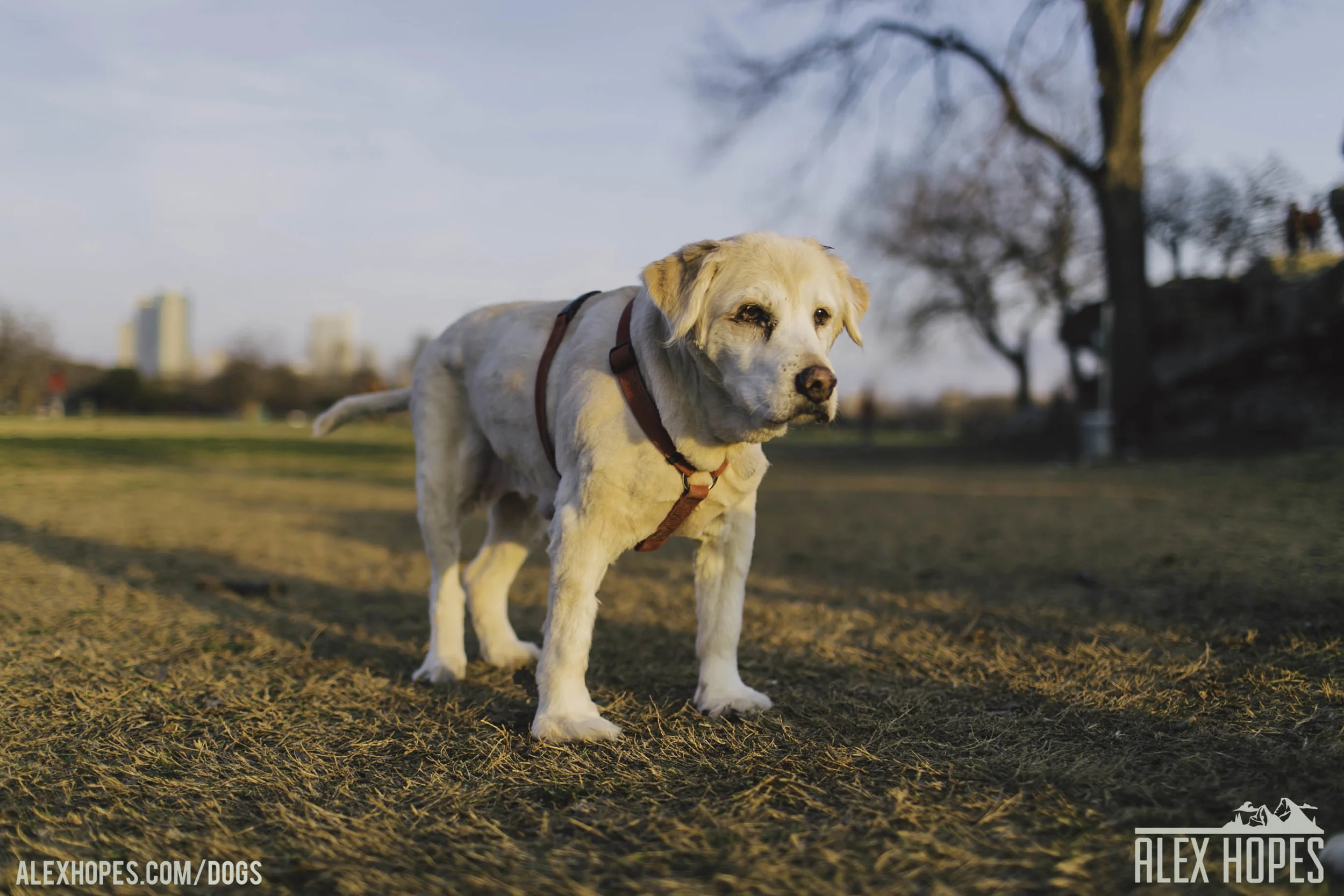 Dogs-86.jpg