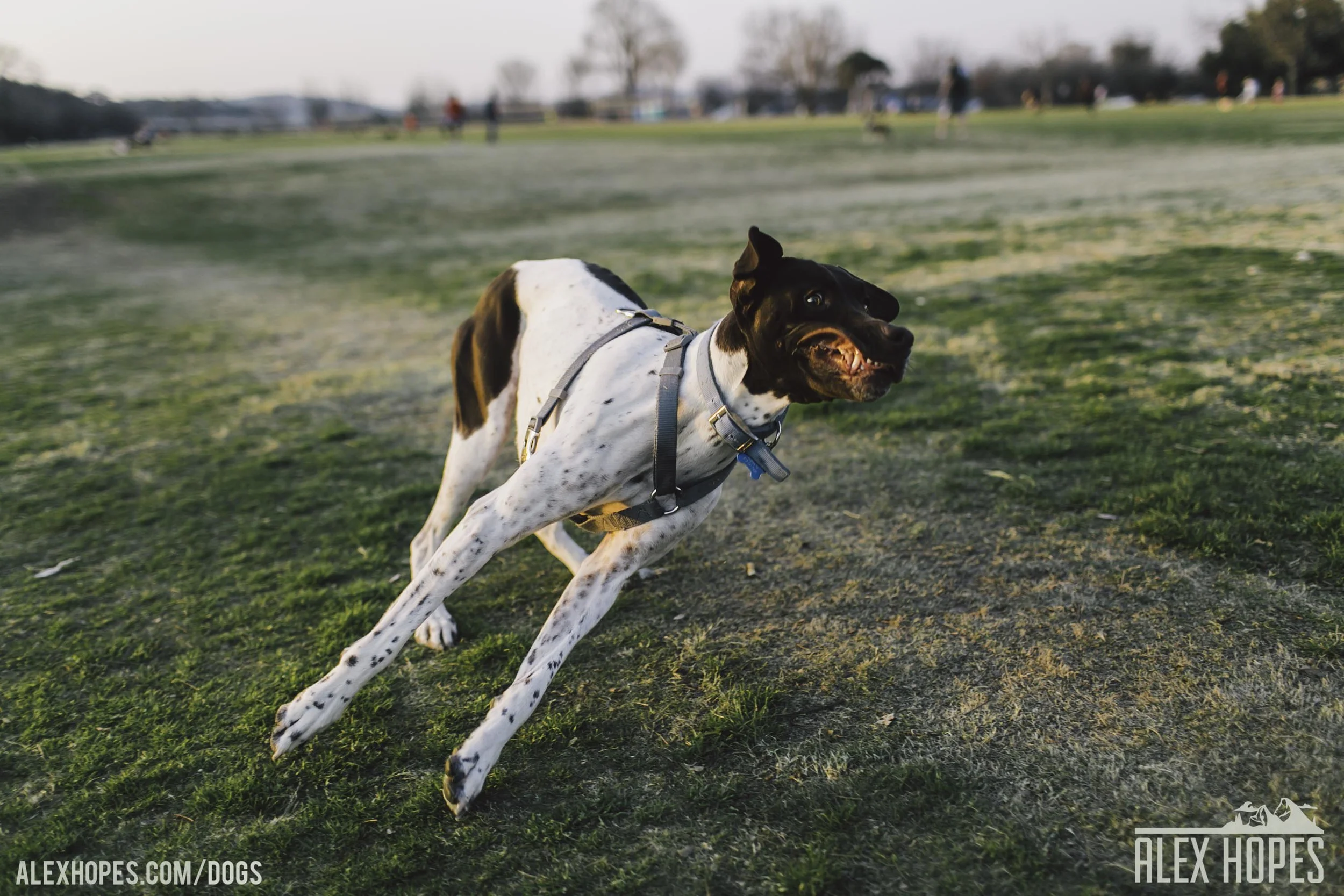 Dogs-90.jpg