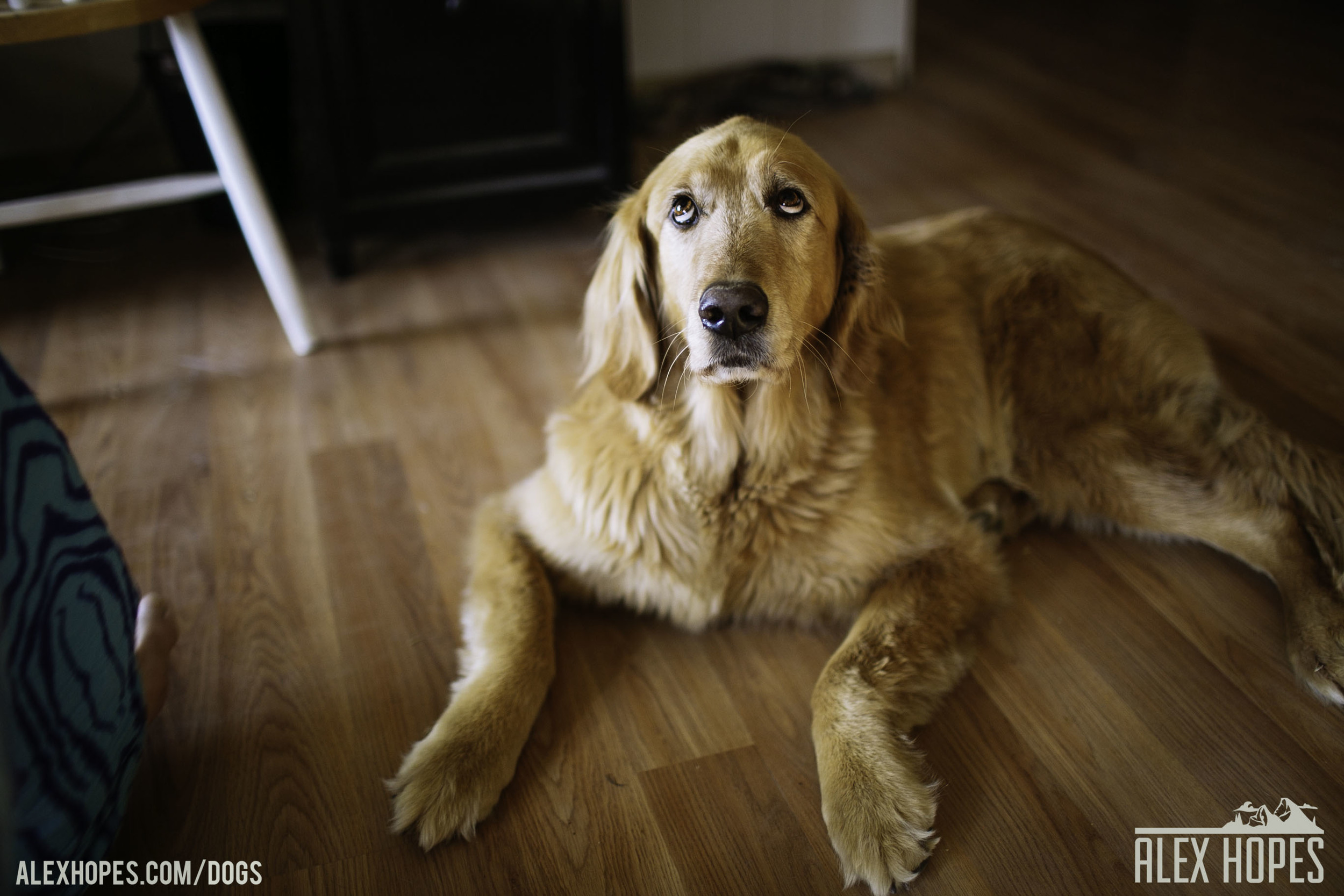 Dogs-5.jpg