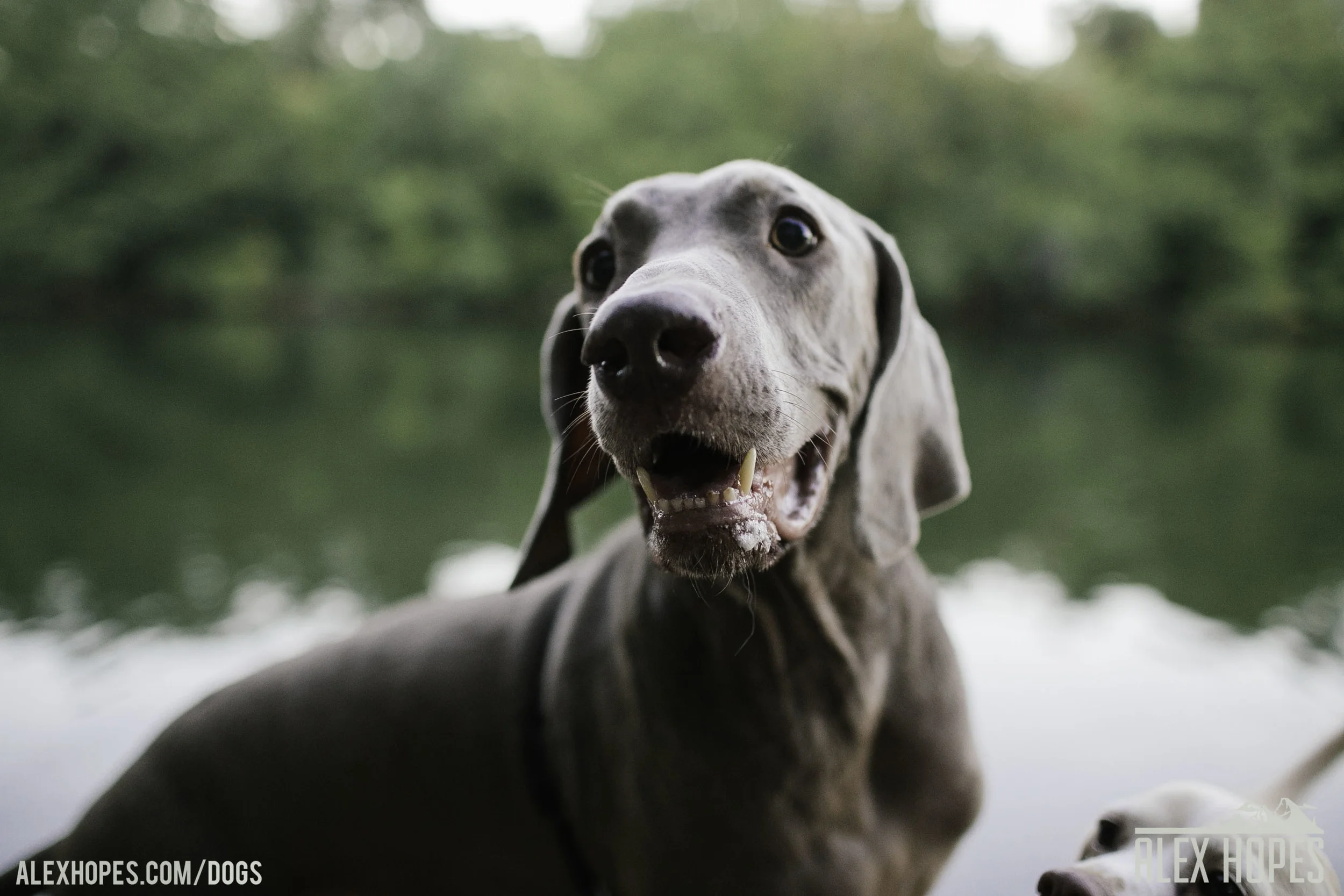 Dogs-12.jpg
