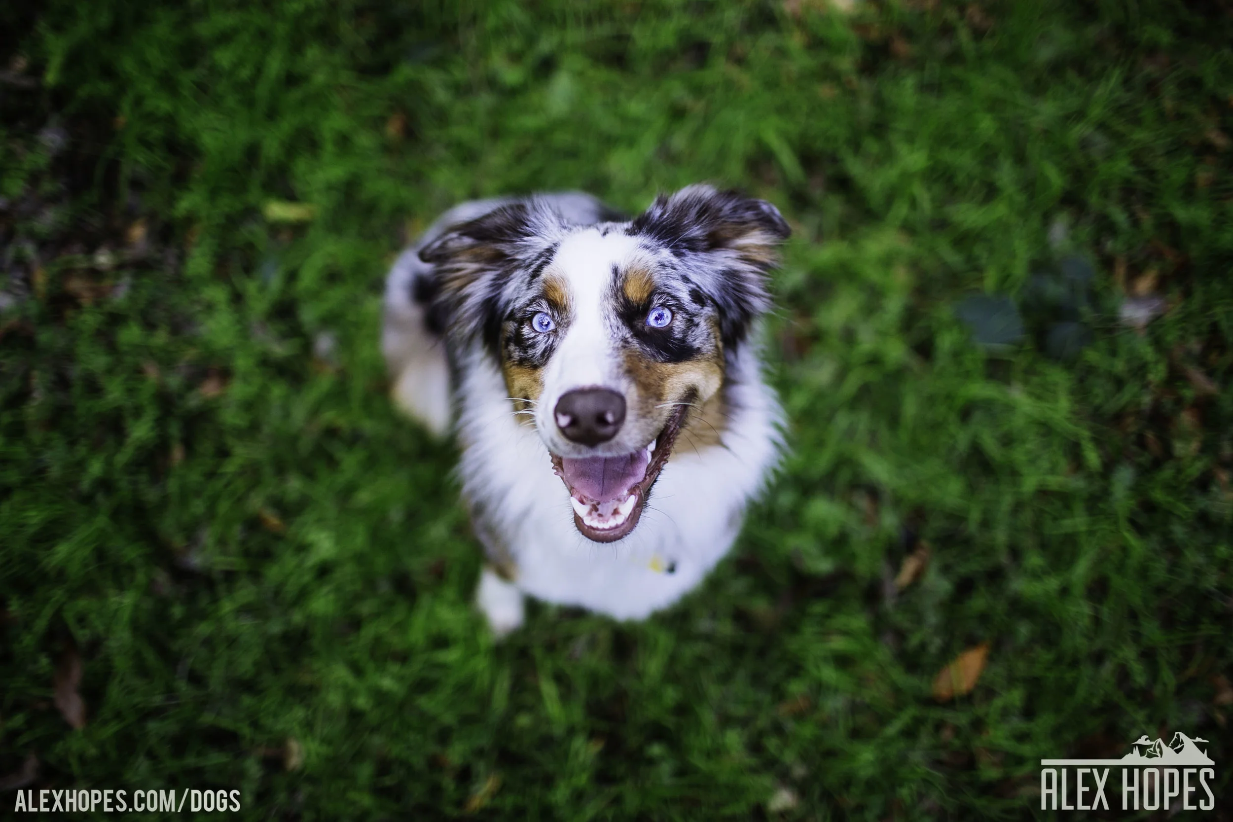 Dogs-16.jpg