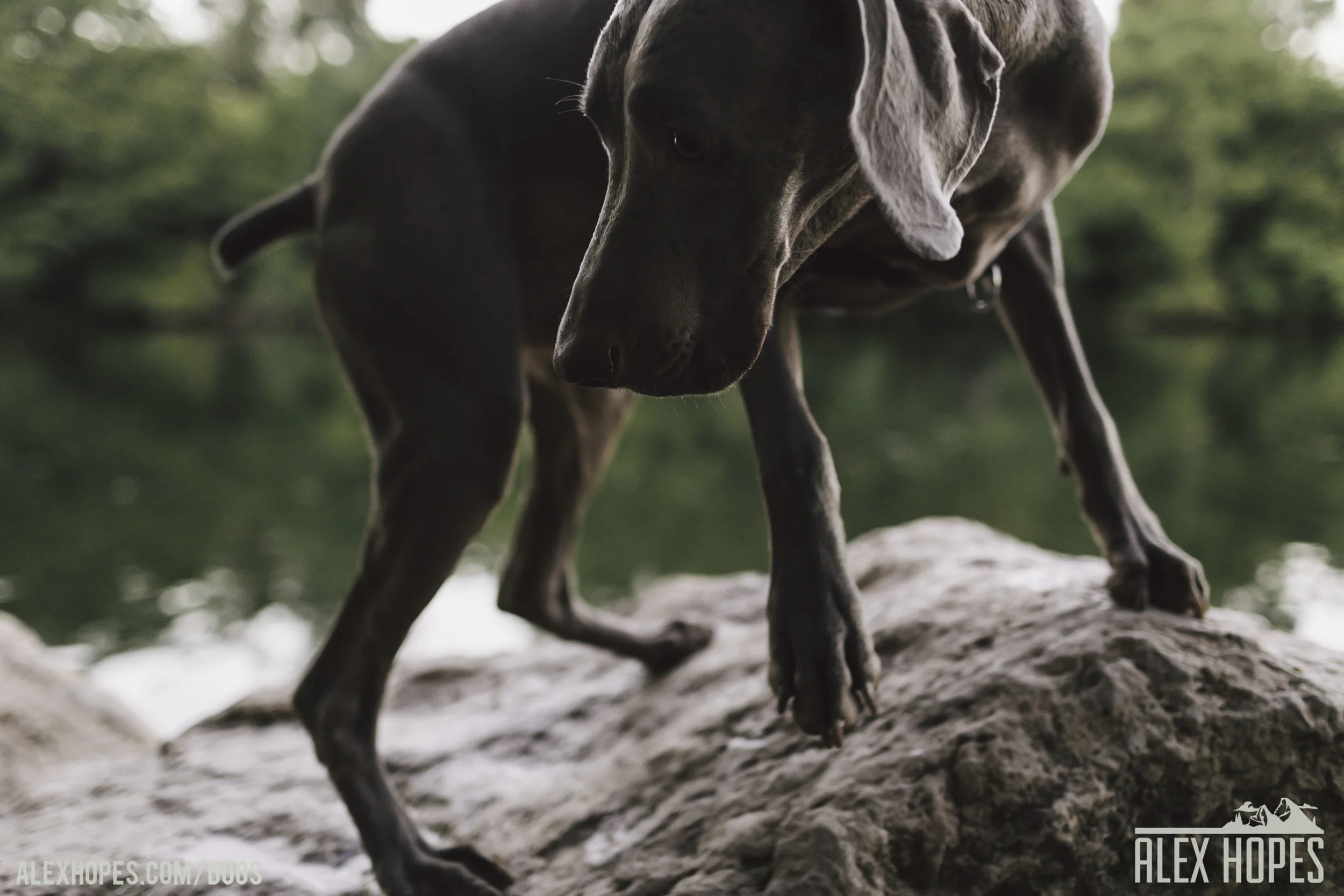 Dogs-11.jpg