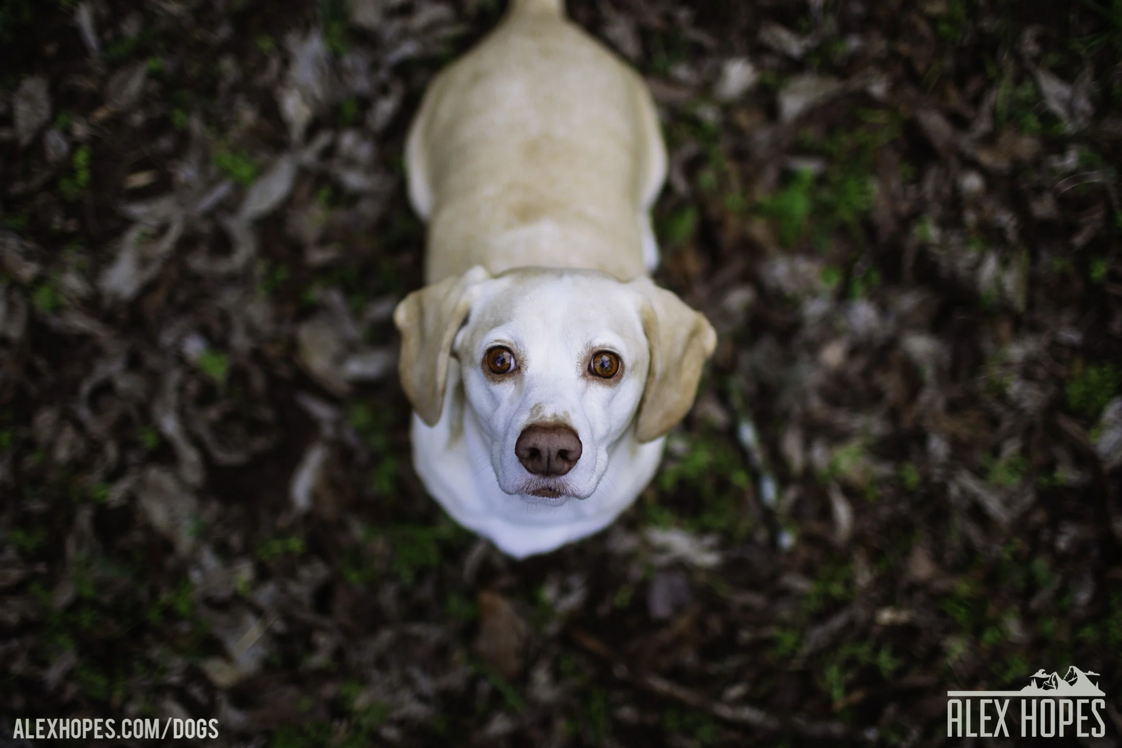 Dogs-17.jpg