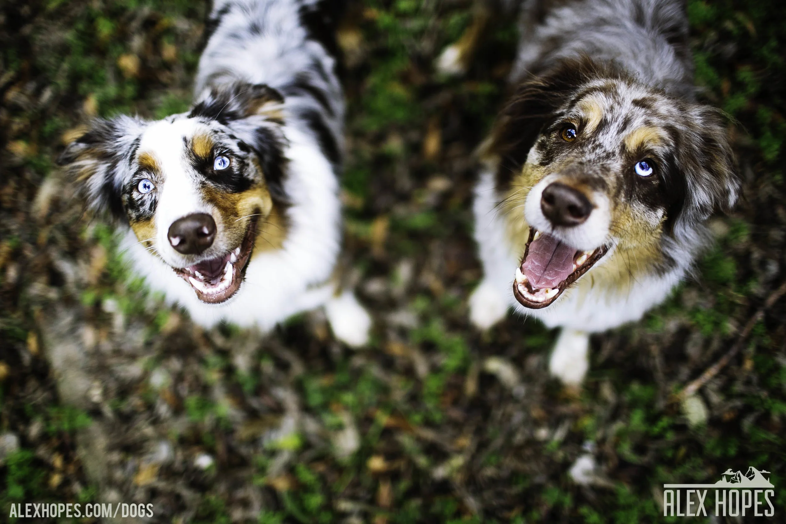 Dogs-18.jpg